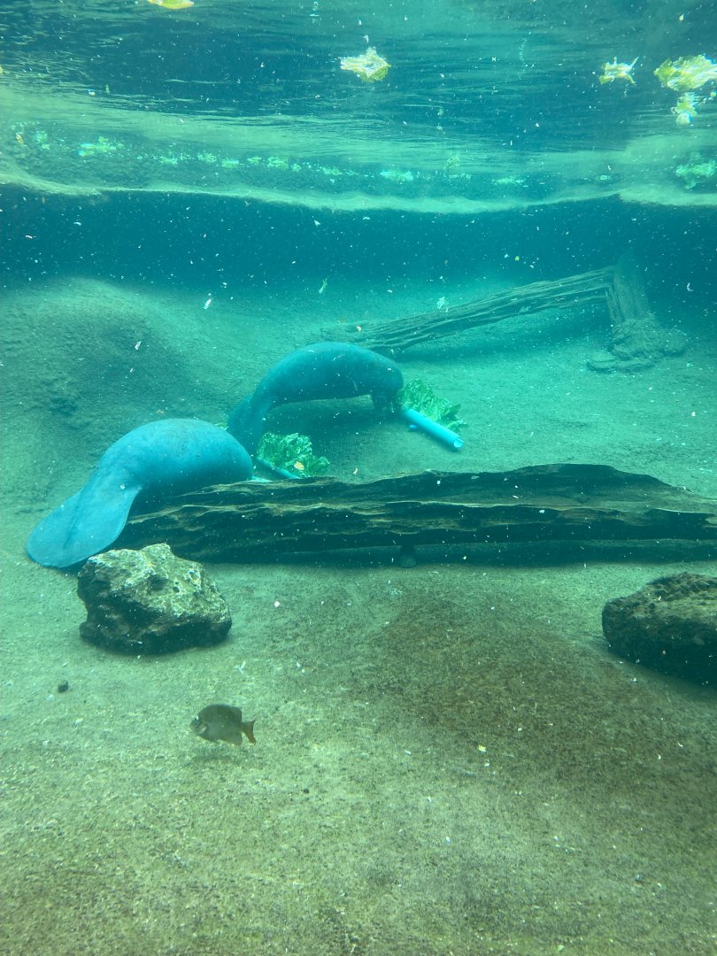 Manatee Springs- Underwater Viewing