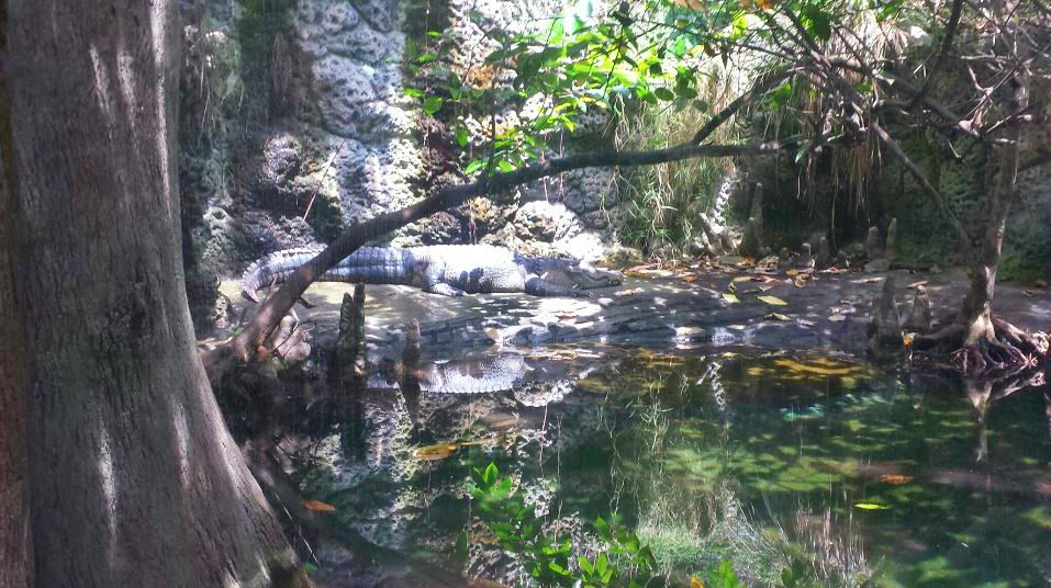 Manatee Springs