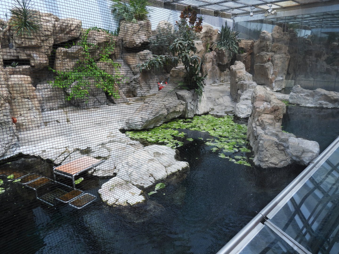 Manatee tank above the surface