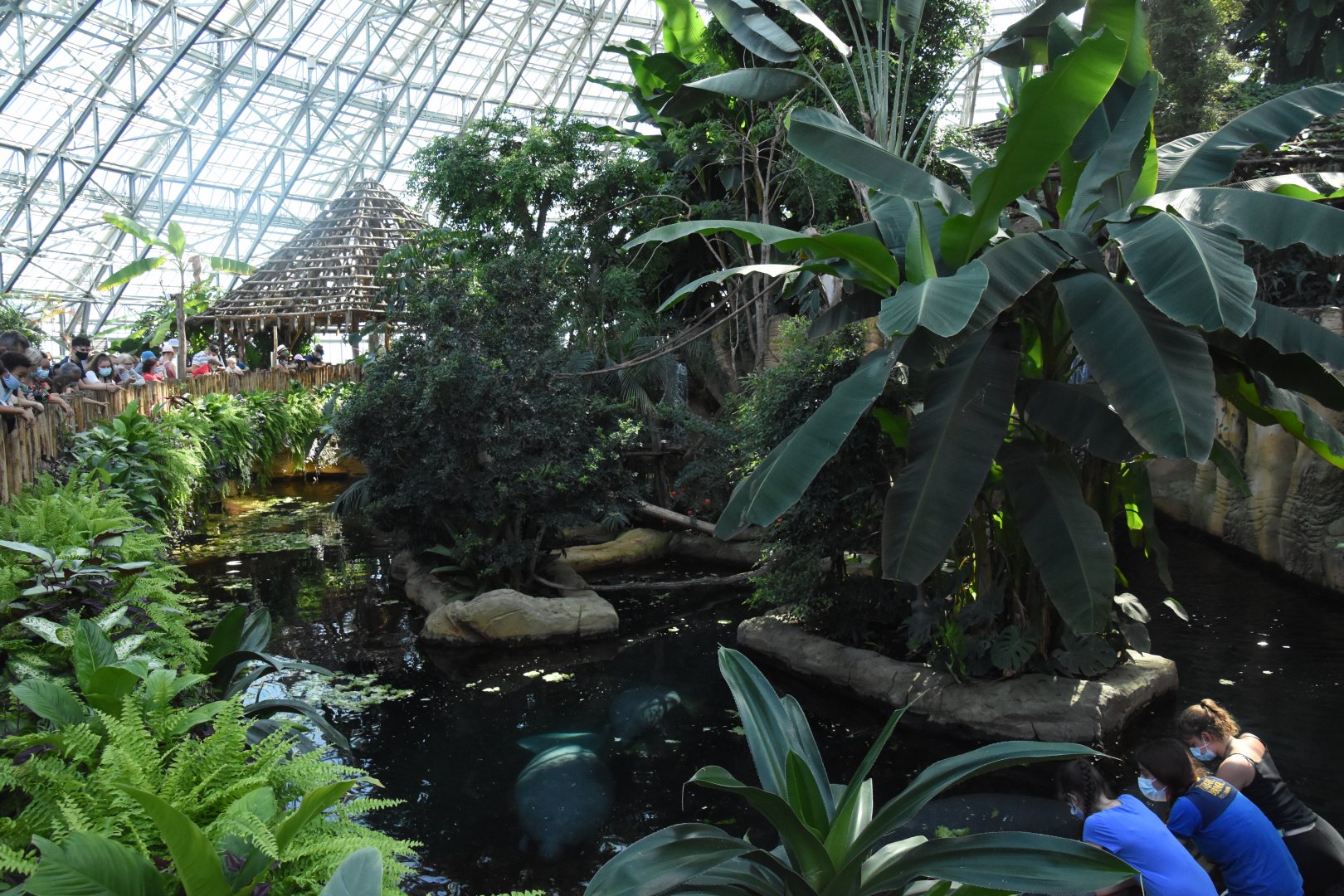 Manatee tank from above