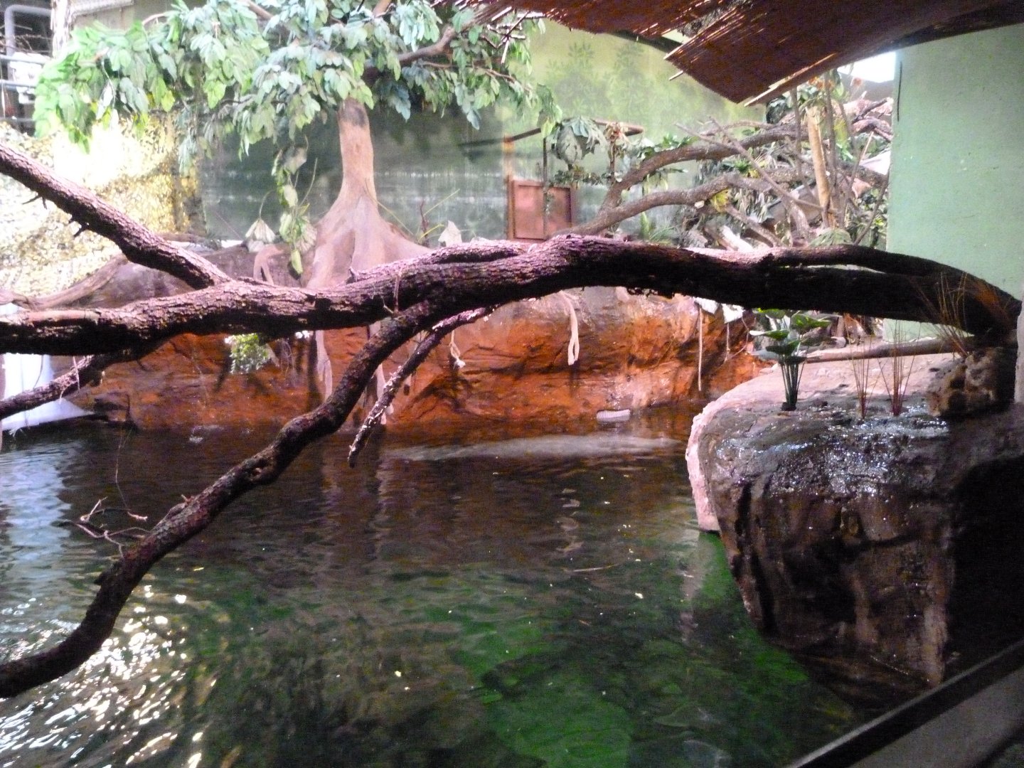 Manatee tank upper view -Faunia (2025)