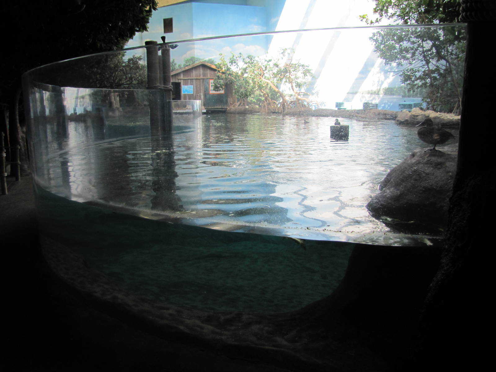 Manatee Tank