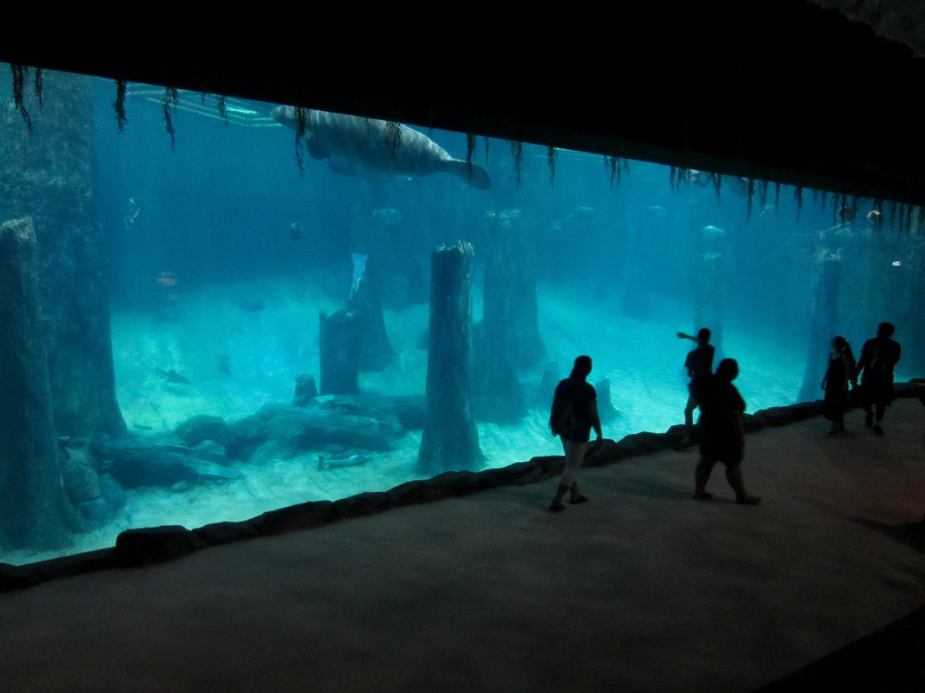 Manatee tank