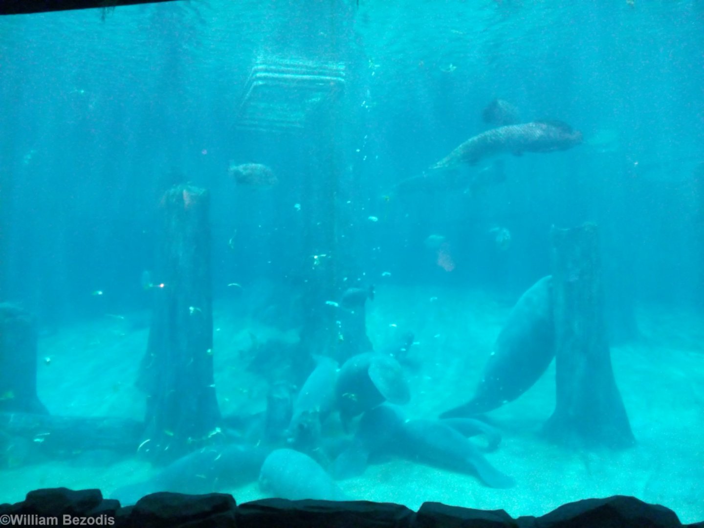 Manatee Tank