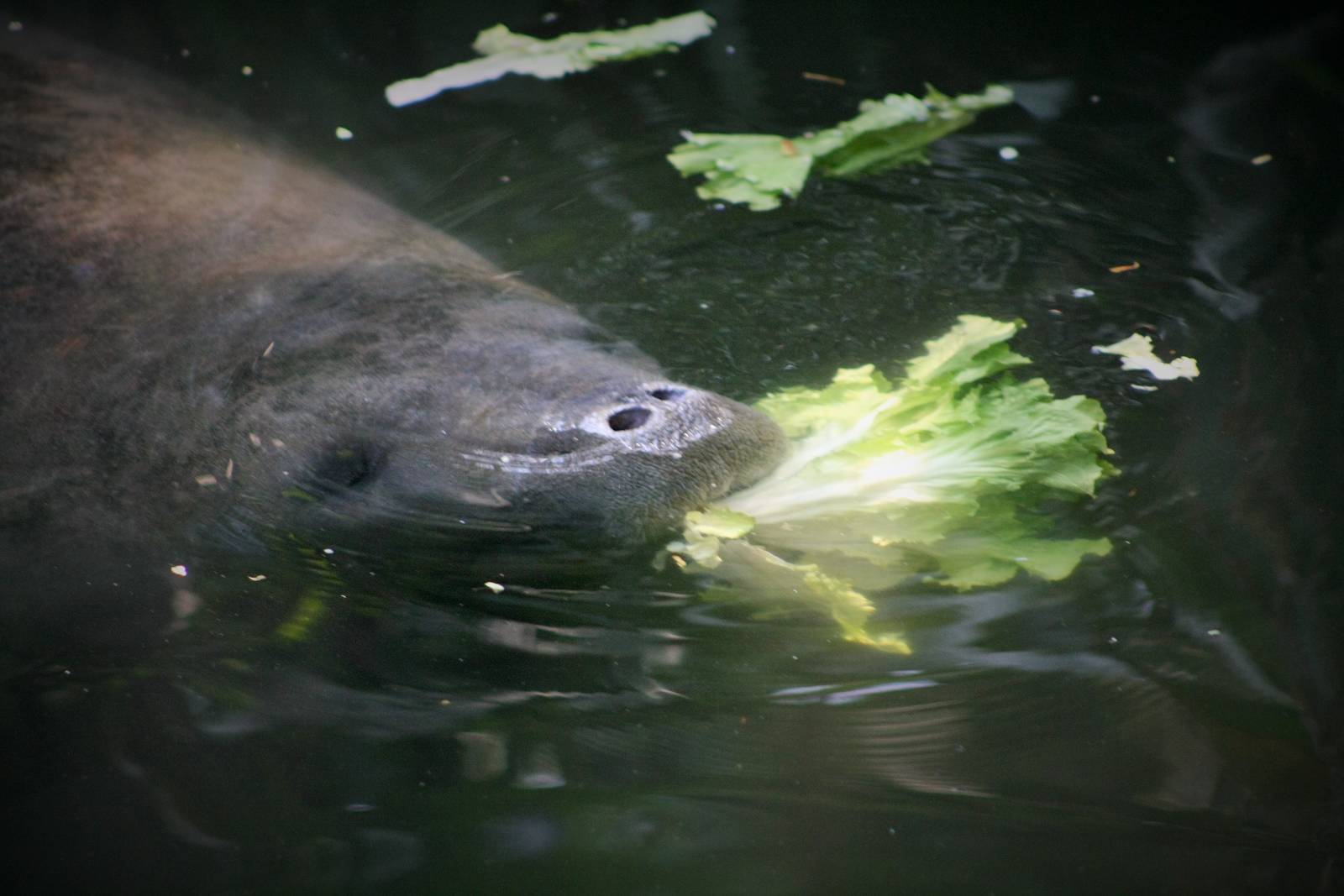 Manatee (The bush)
