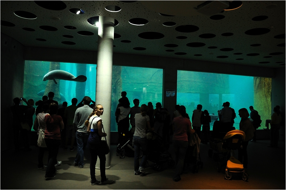Manatee-underwater-view at Nürnberg