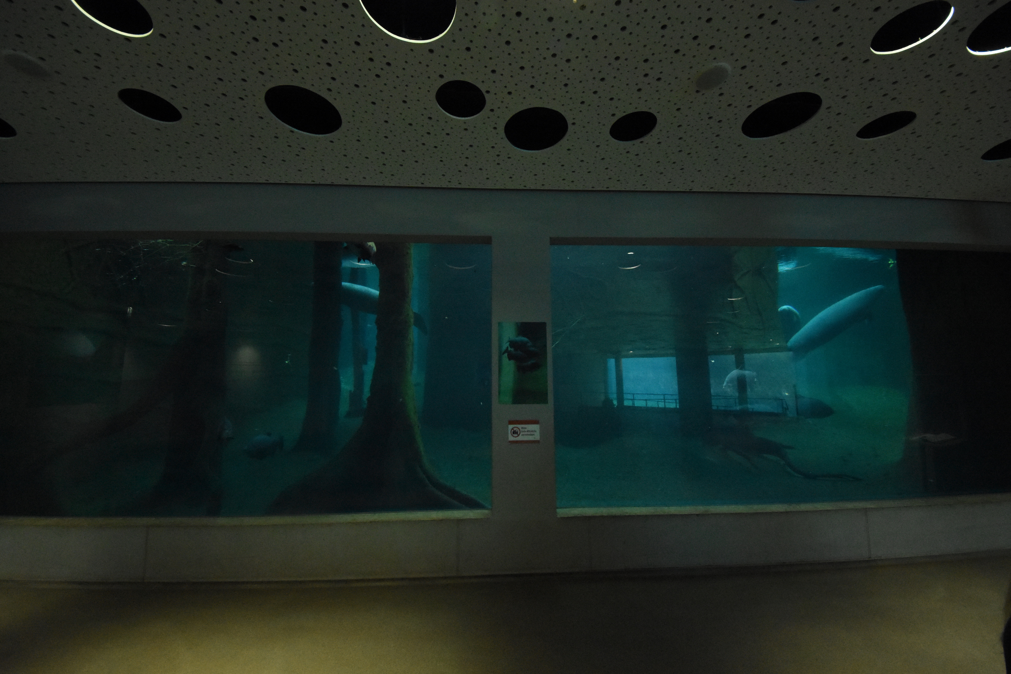 Manatee underwater view