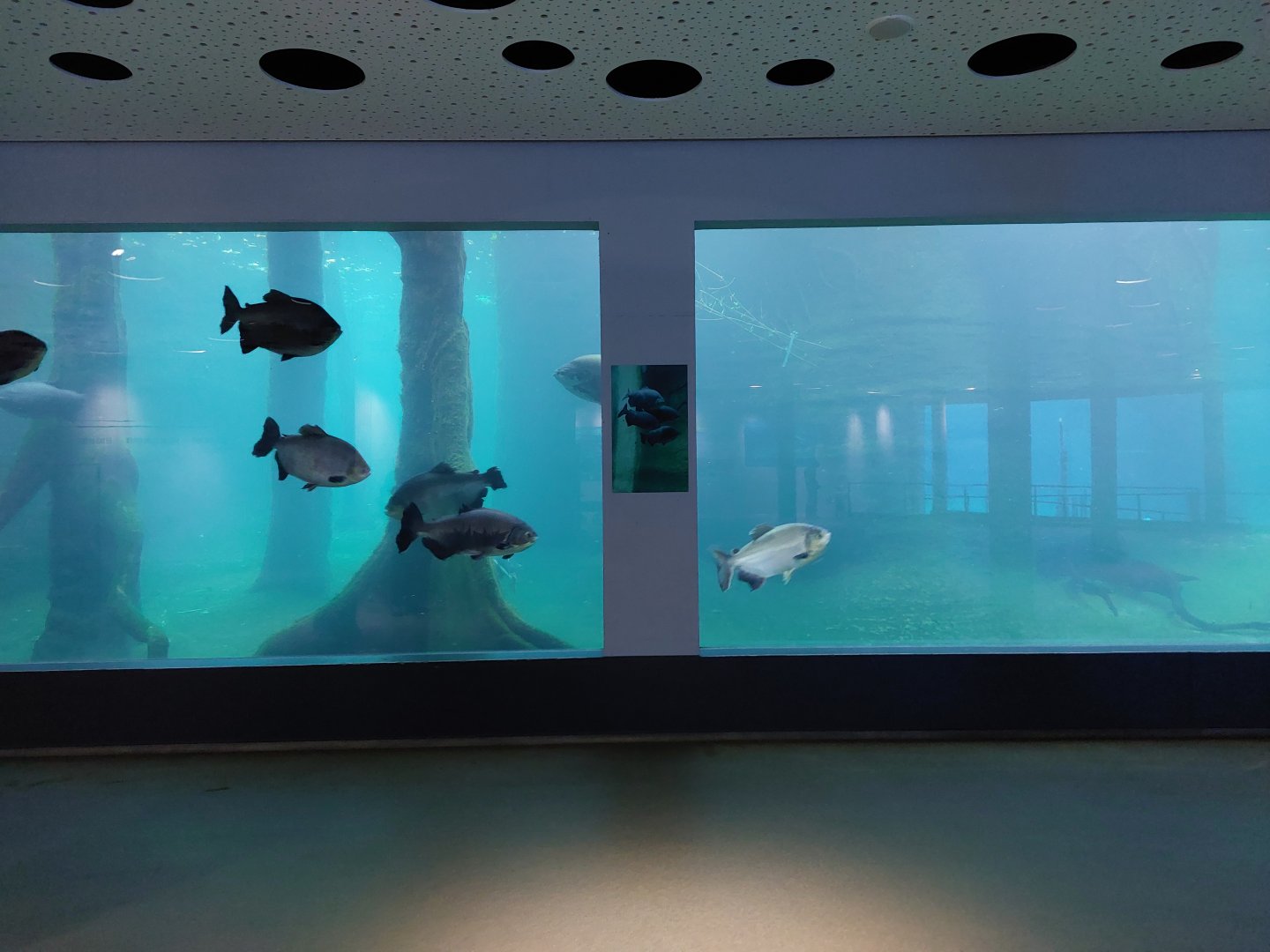 Manatee underwater viewing