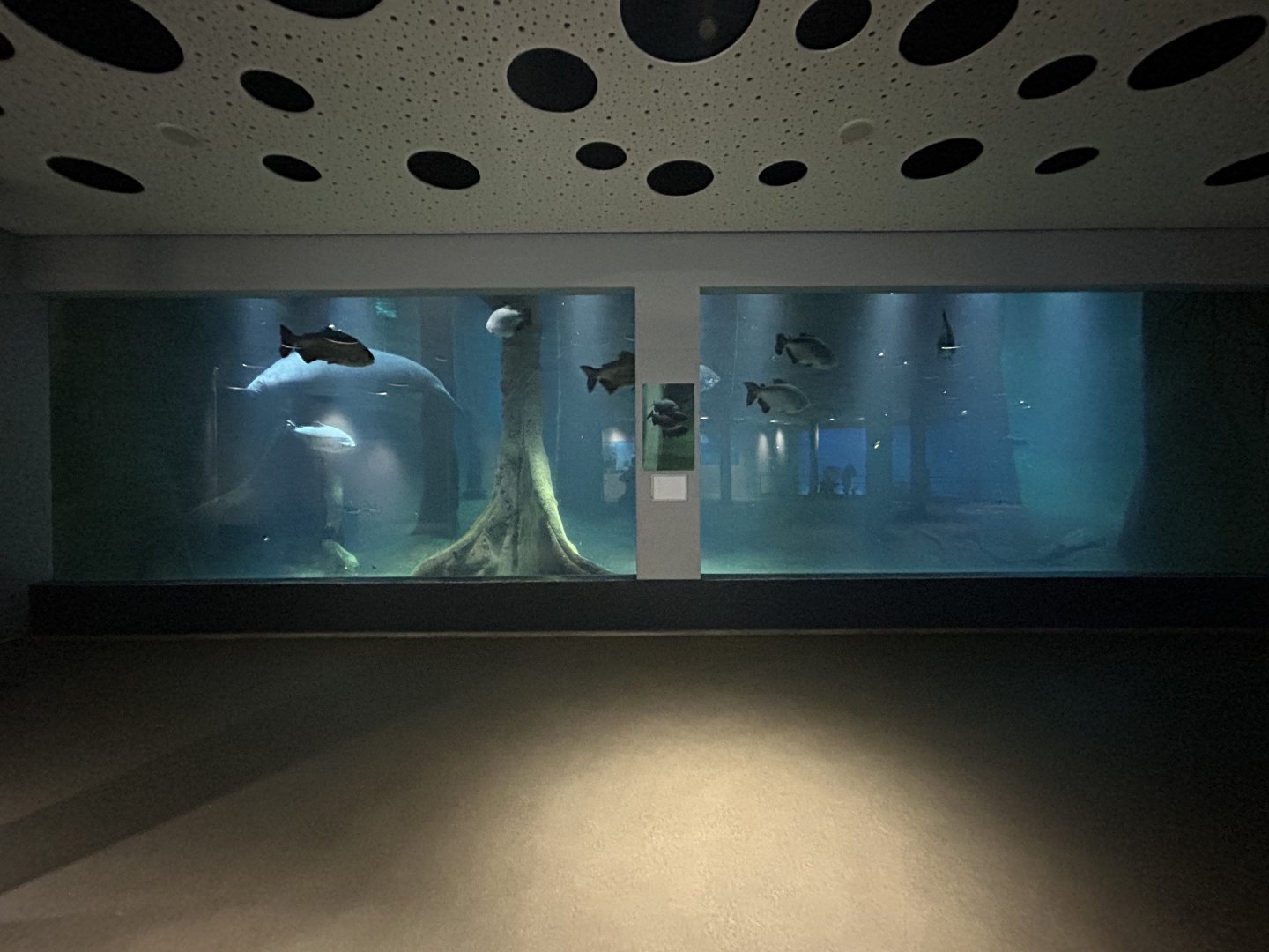 Manatee Underwater Viewing