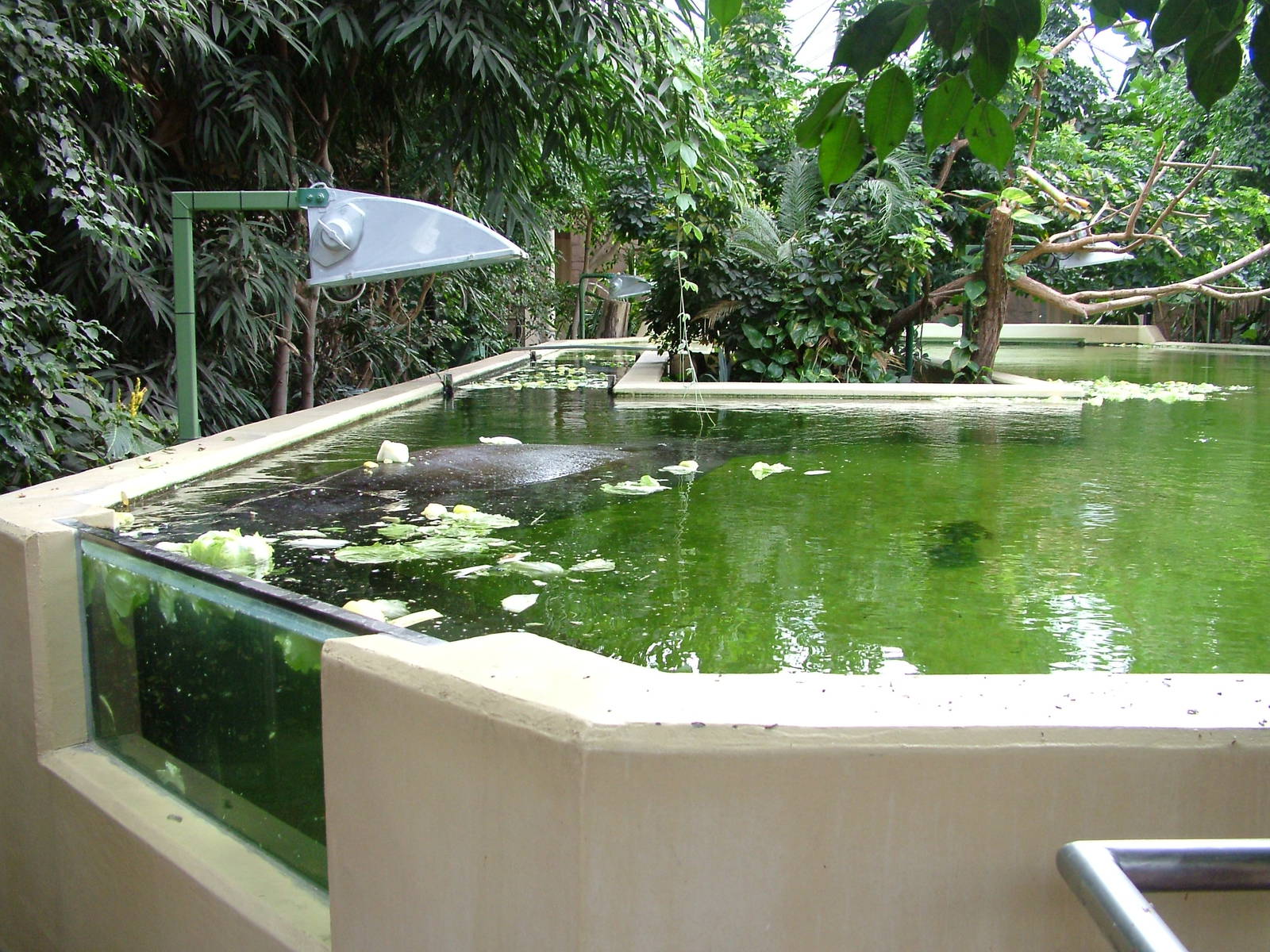 Manatee Viewing at Tierpark Berlin, 01/09/11