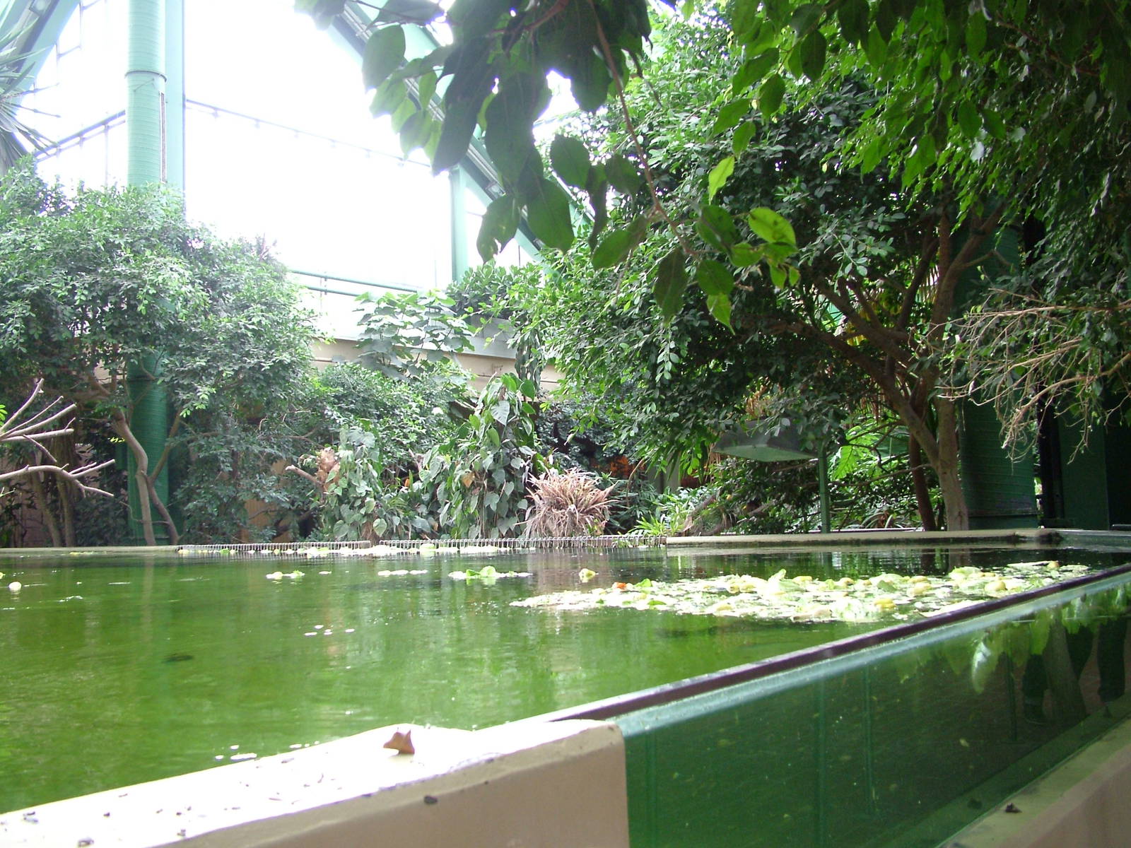 Manatee Viewing at Tierpark Berlin, 01/09/11