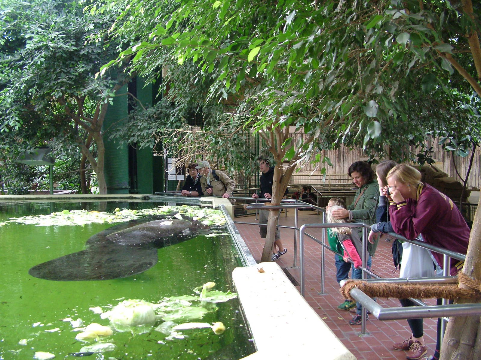 Manatee Viewing at Tierpark Berlin, 01/09/11