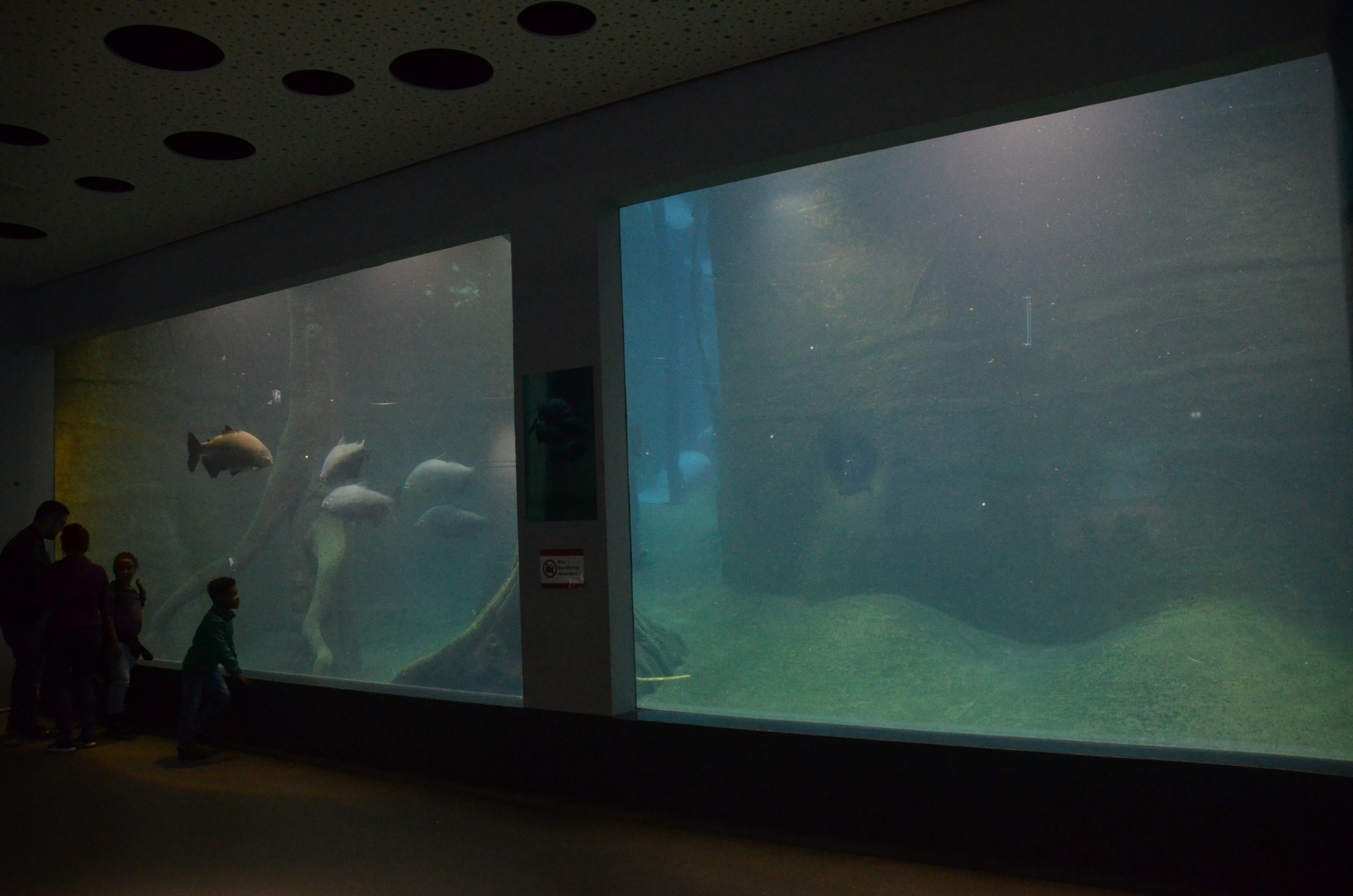 Manatee Viewing in Blue Salon at Nuremberg, 08/09/19