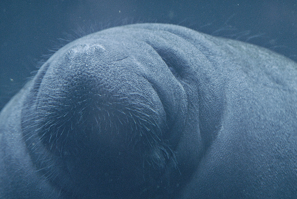 Manatee - Vincennes Zoo 2023