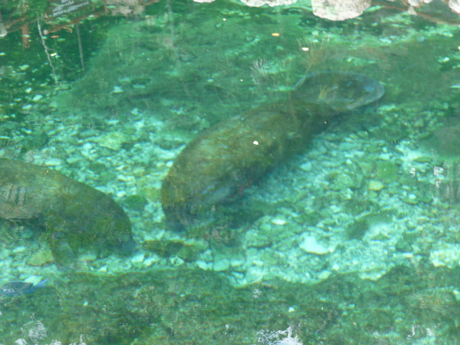 manatee xcaret park