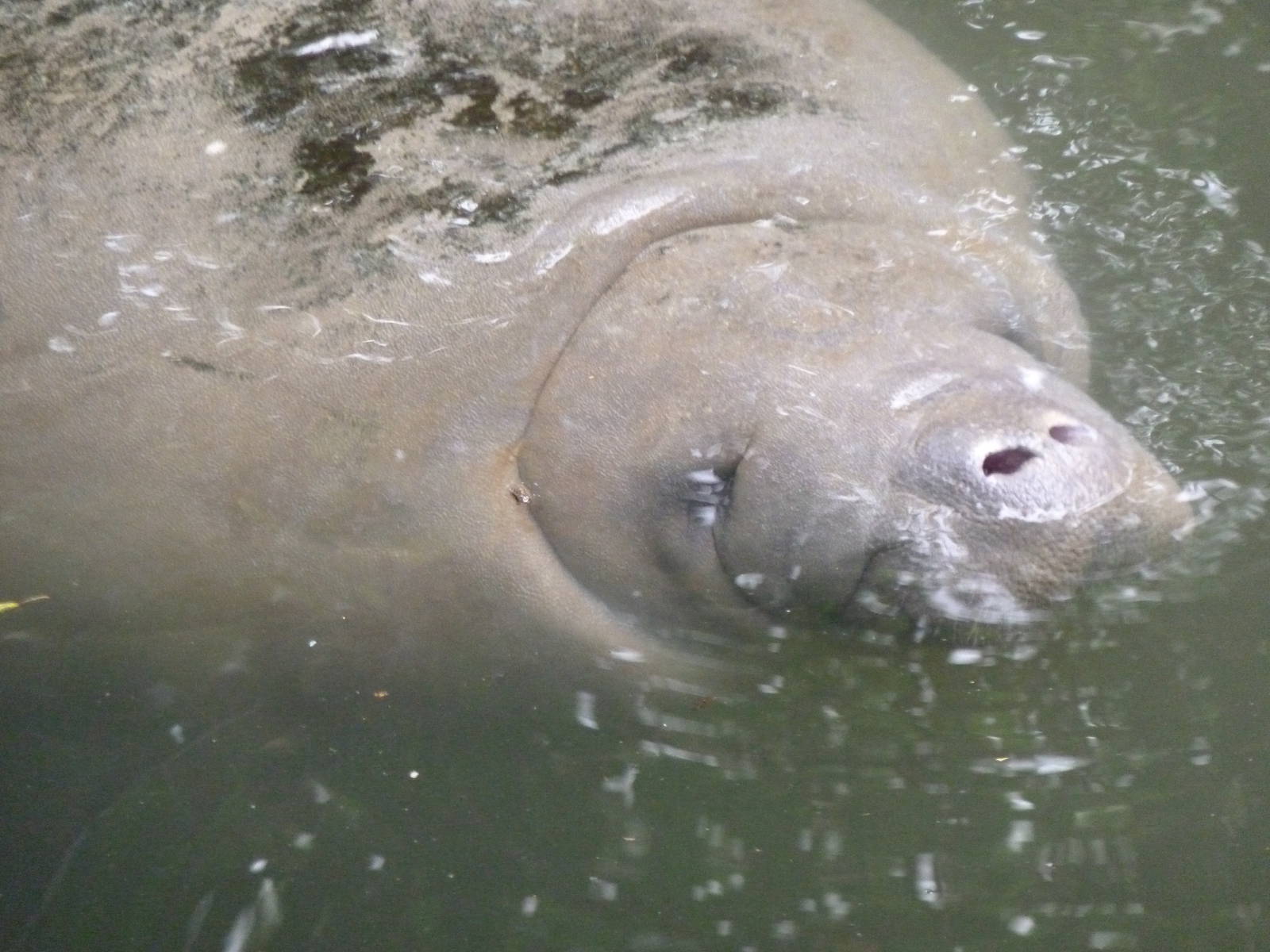 Manatee