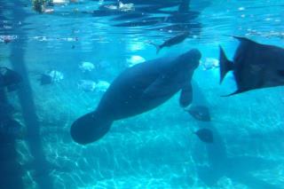 Manatee