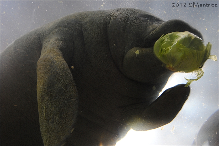 Manatee