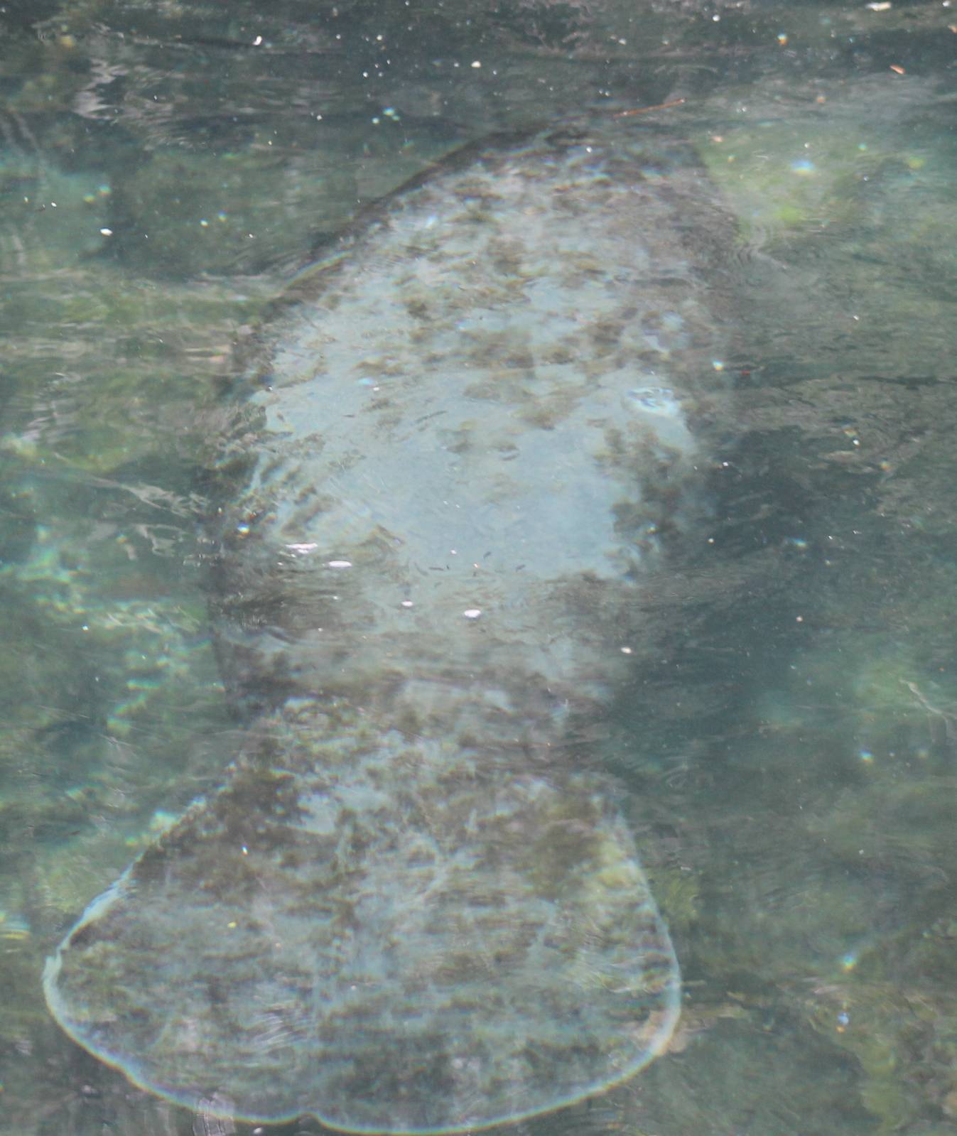 Manatee
