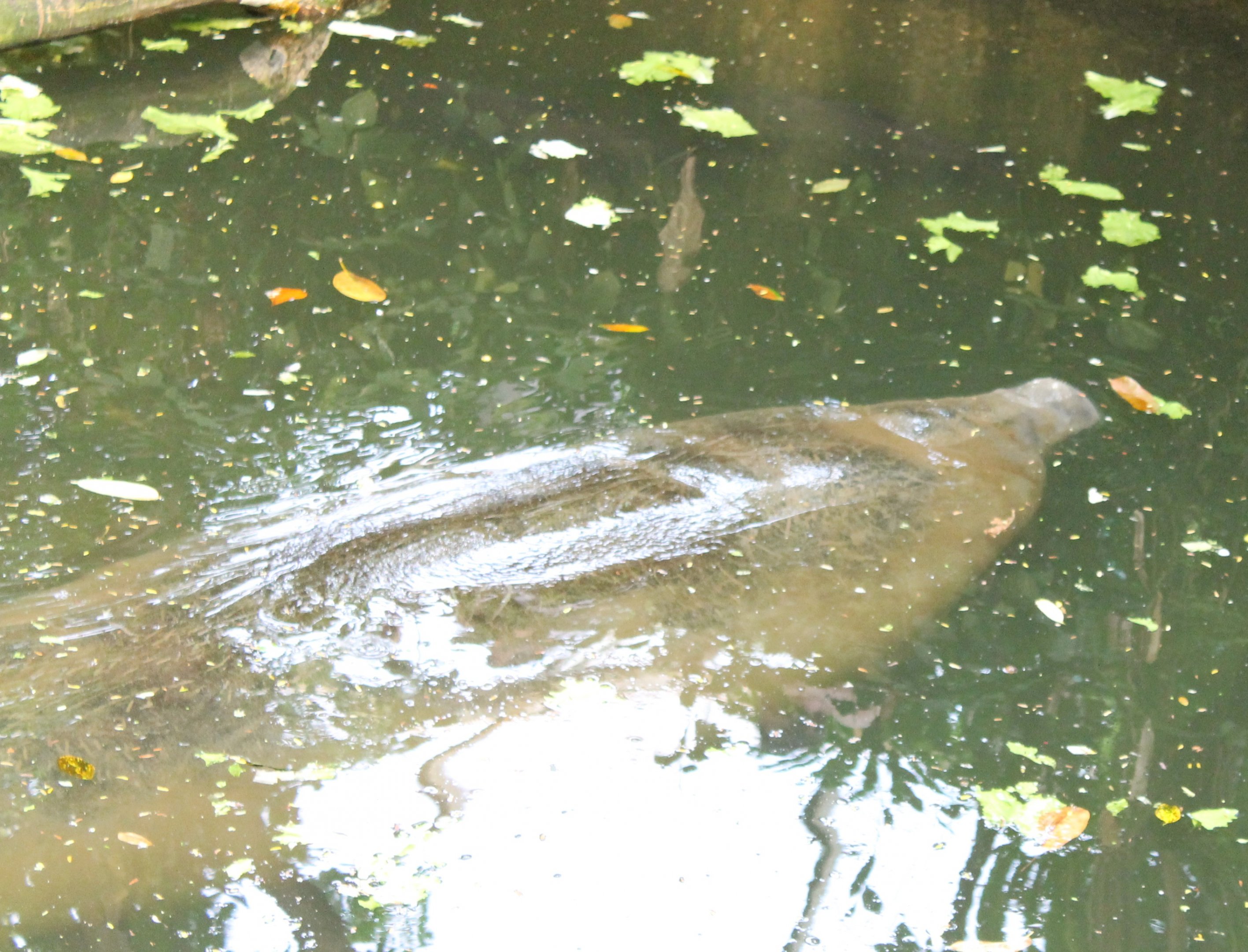 Manatee