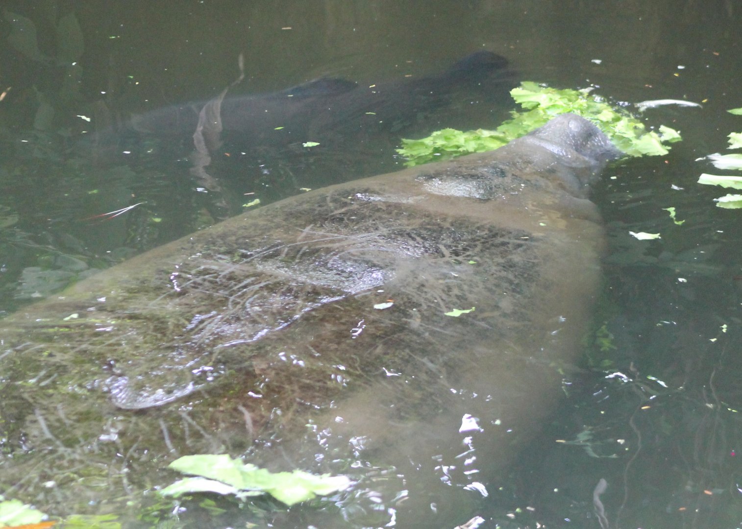 Manatee