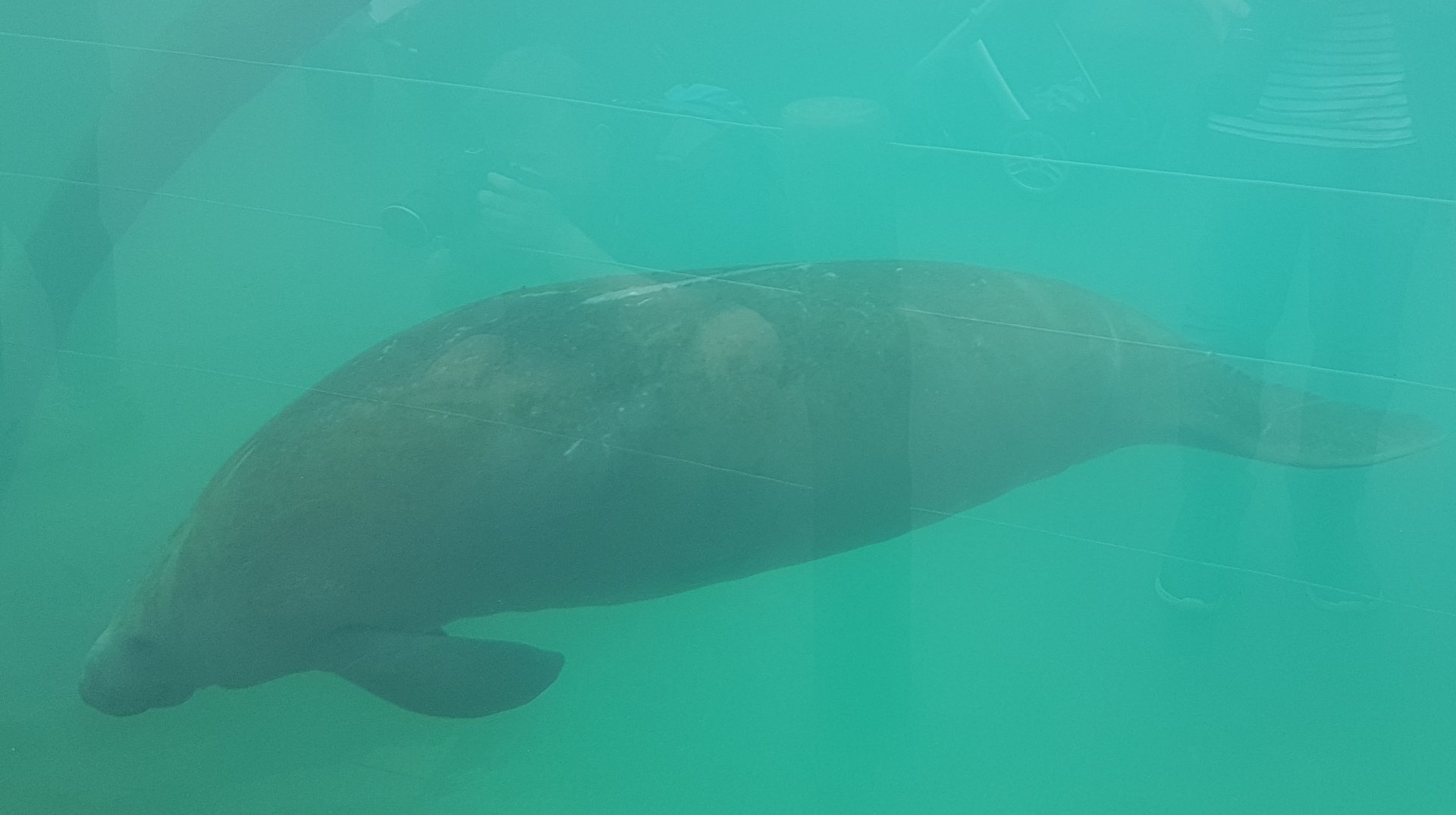 Manatee