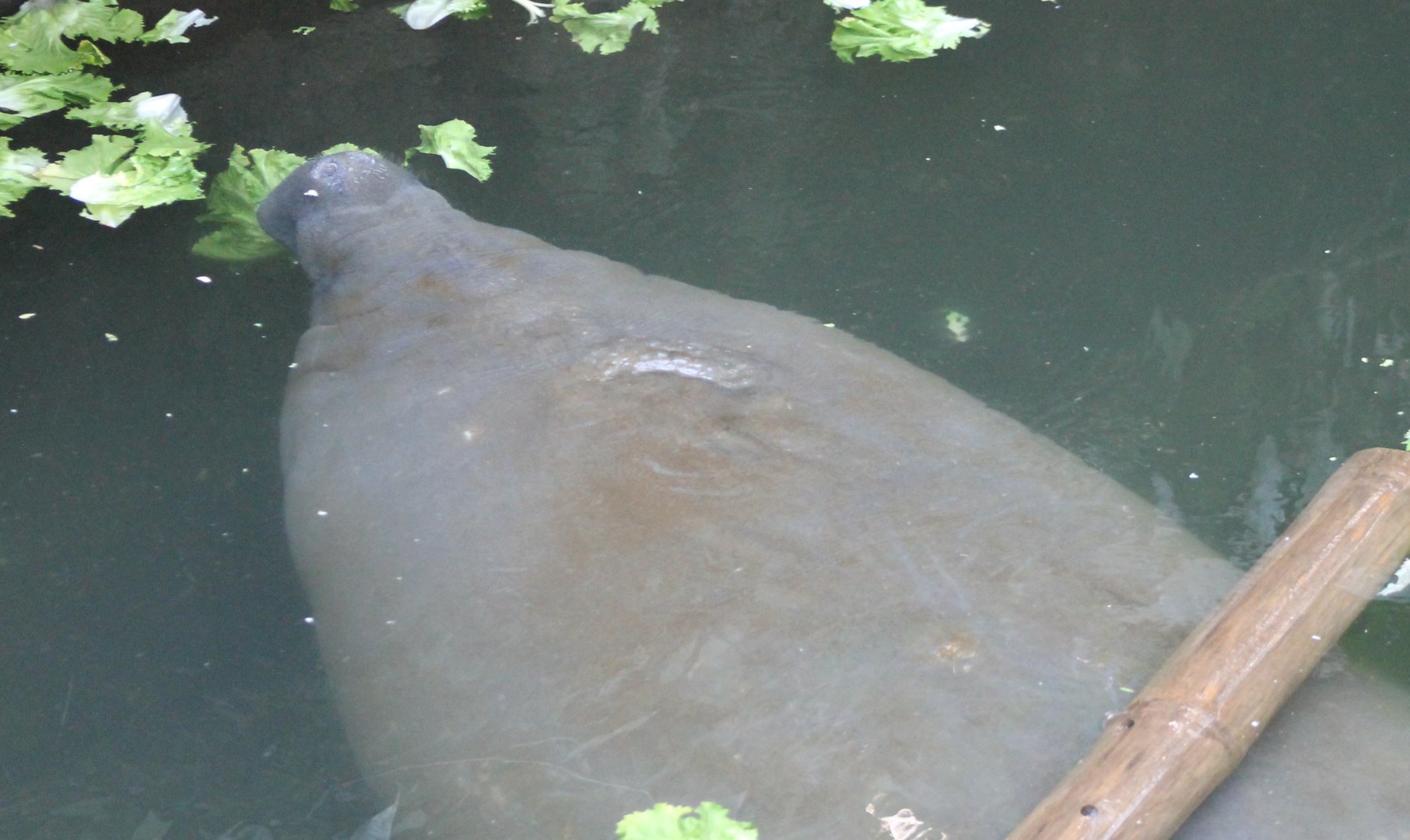 Manatee