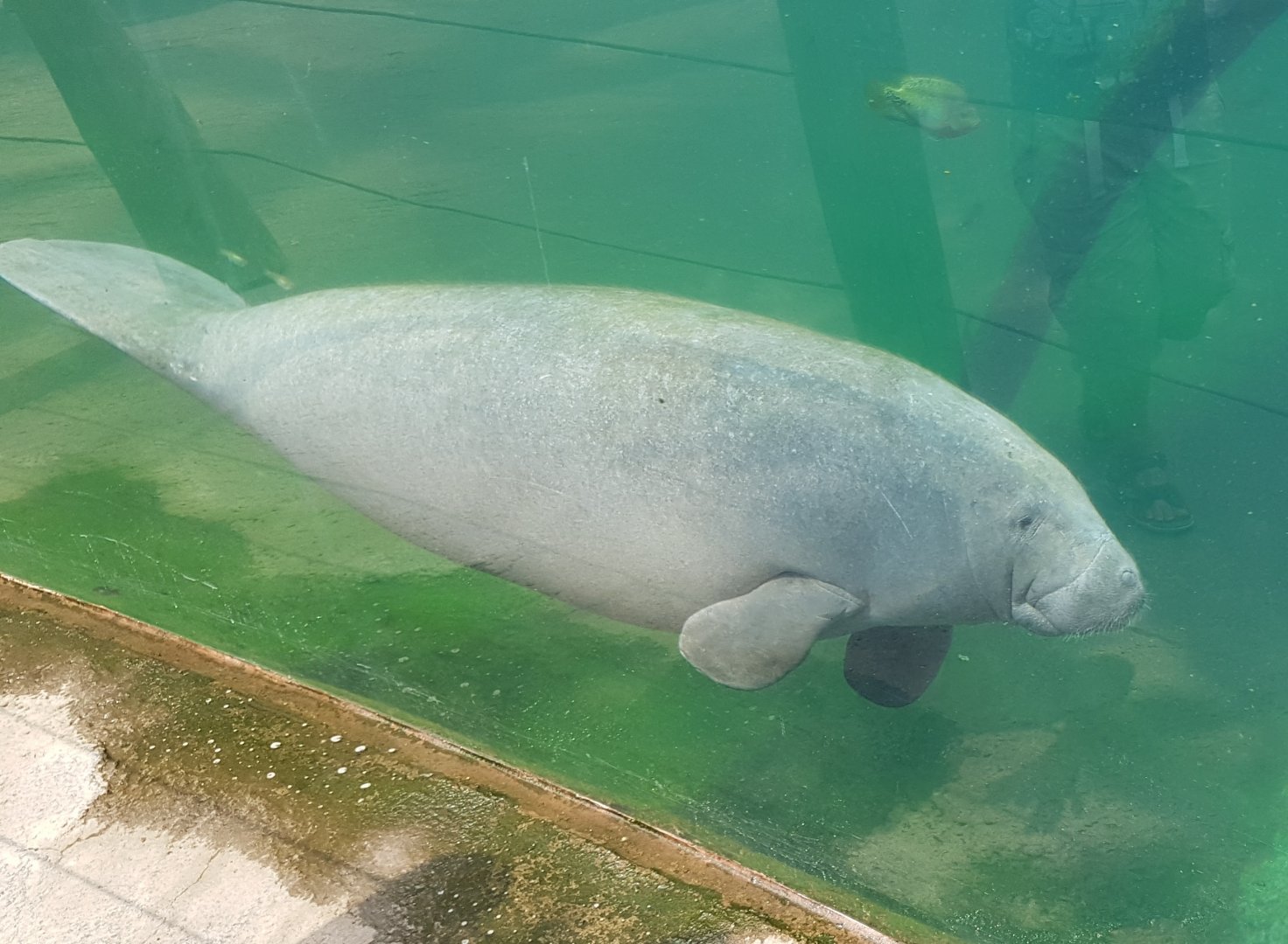 Manatee