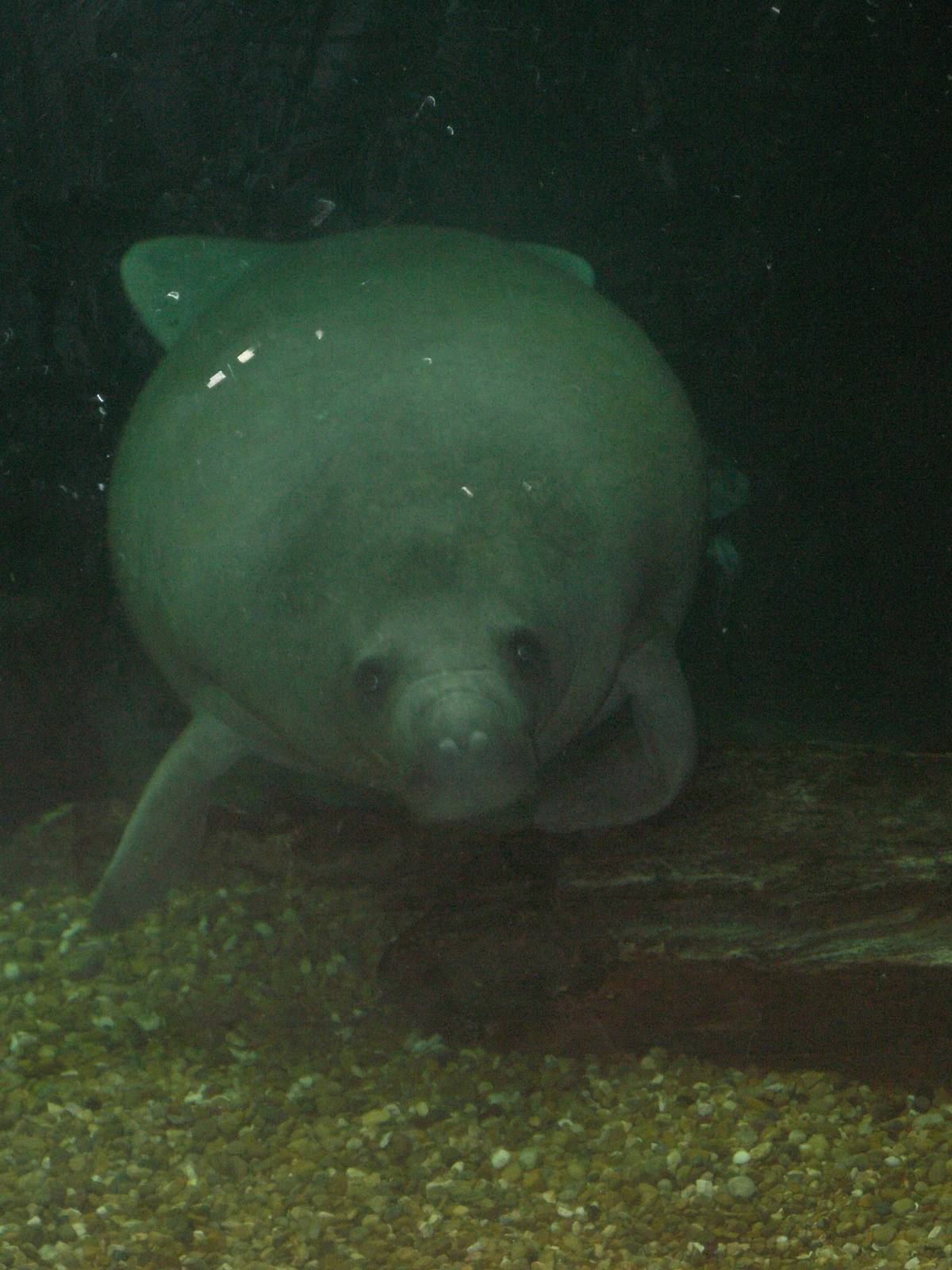 manatee