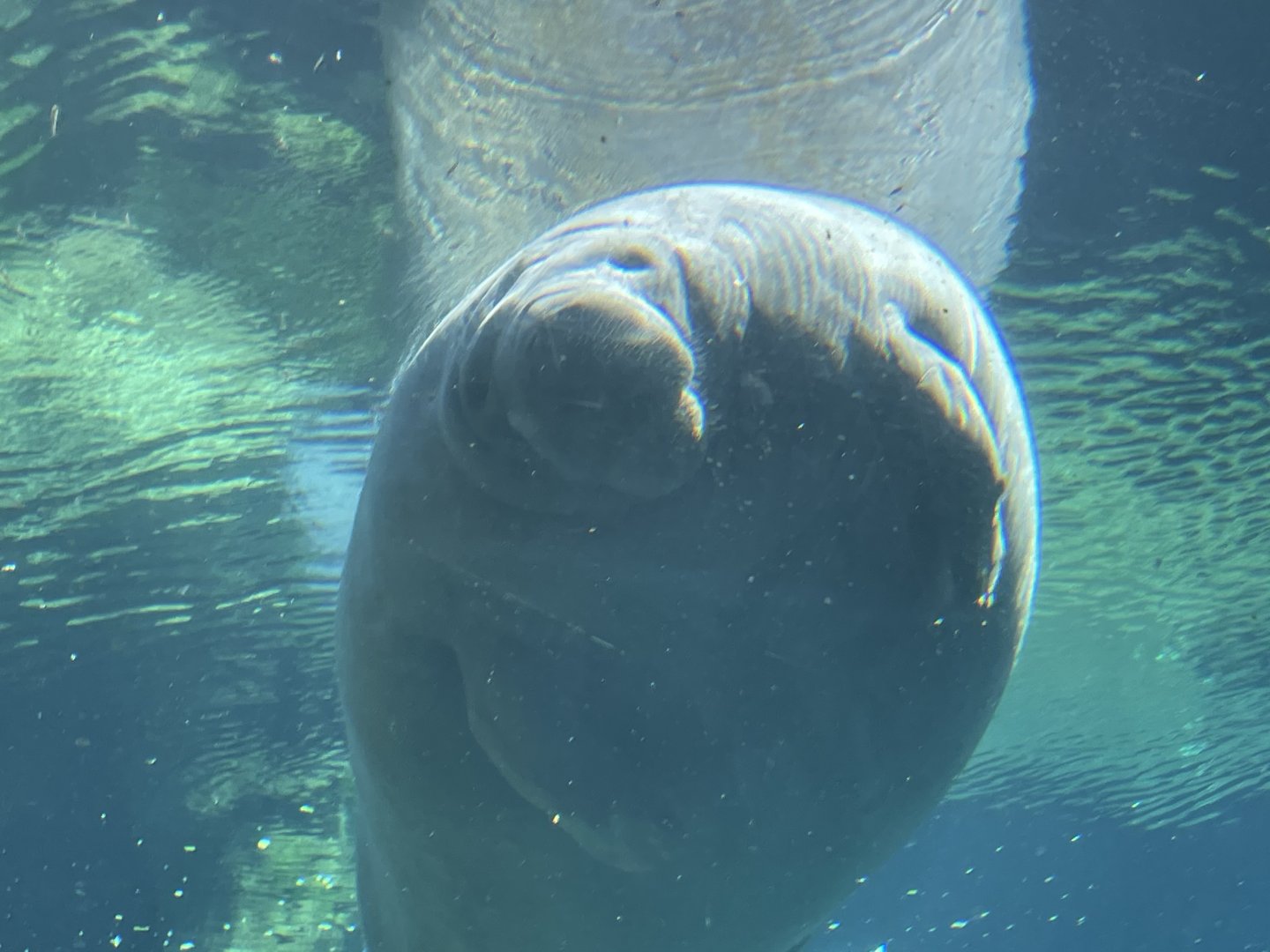 Manatee