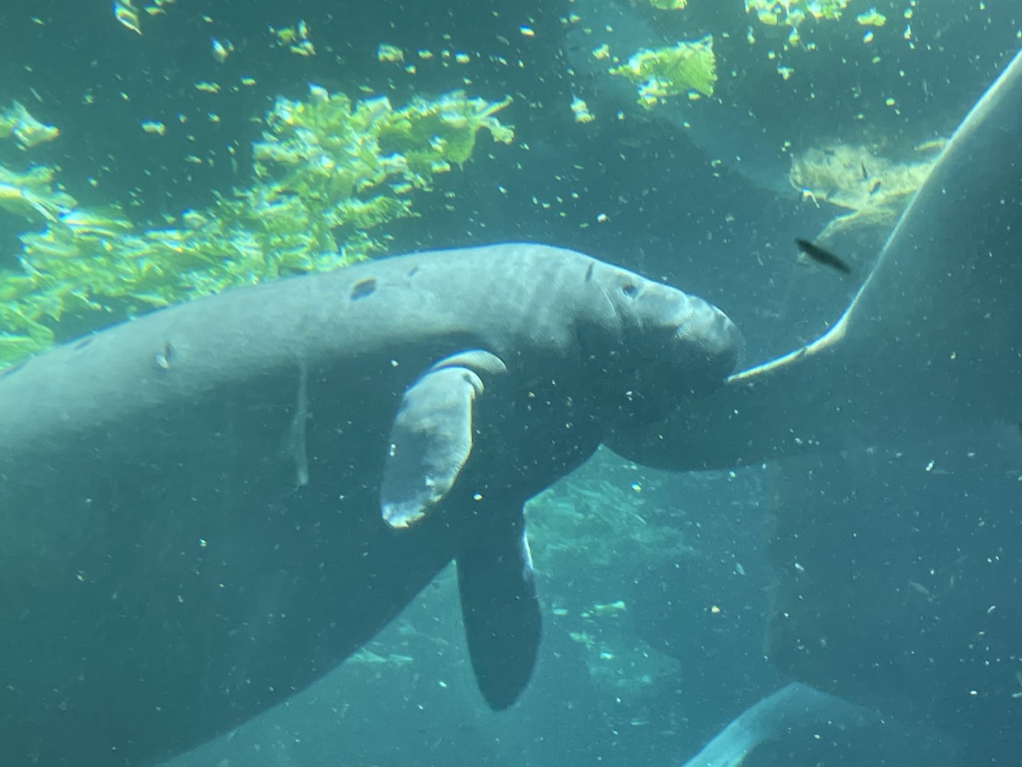 Manatee