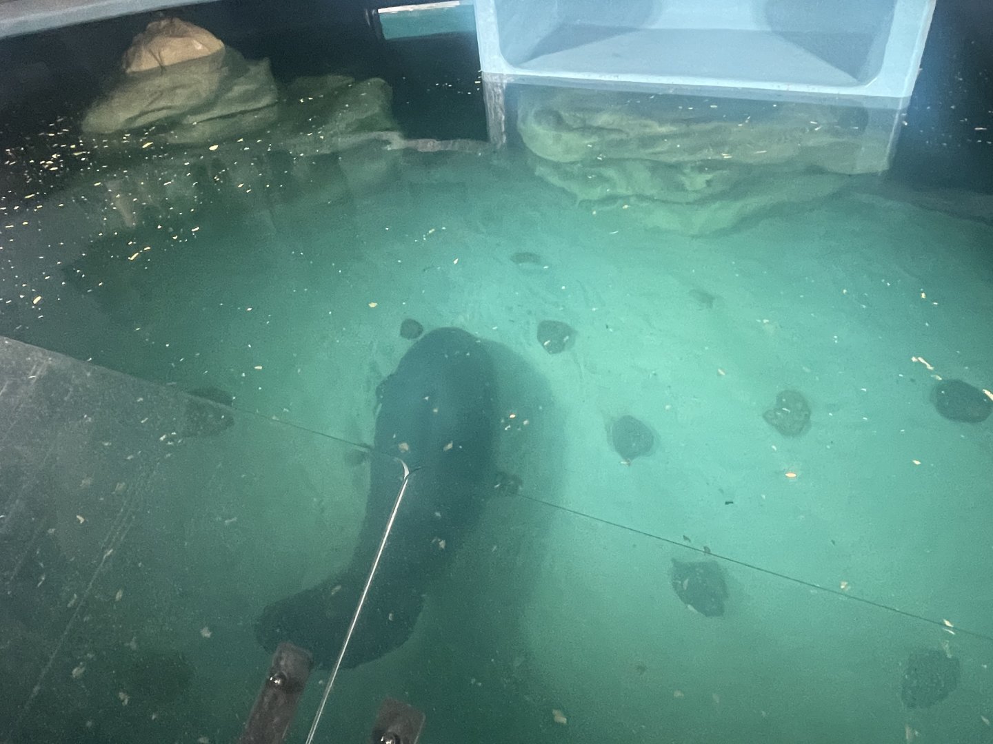 Manatee