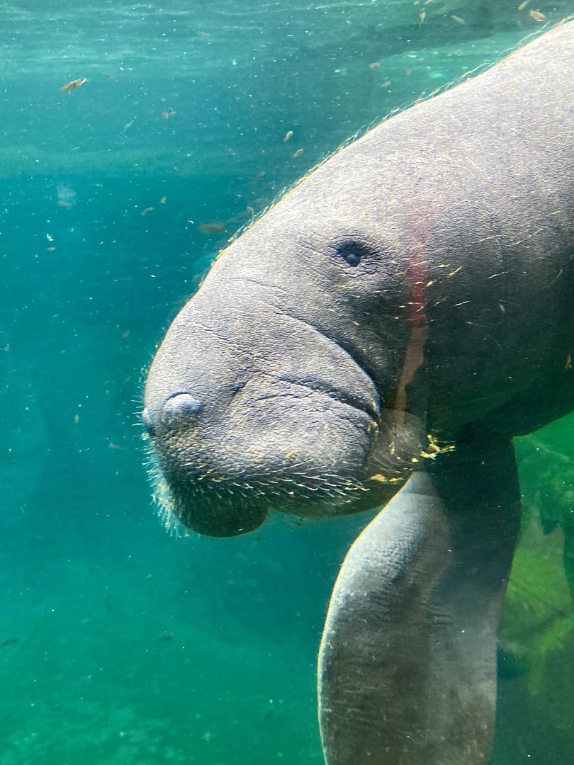 Manatee