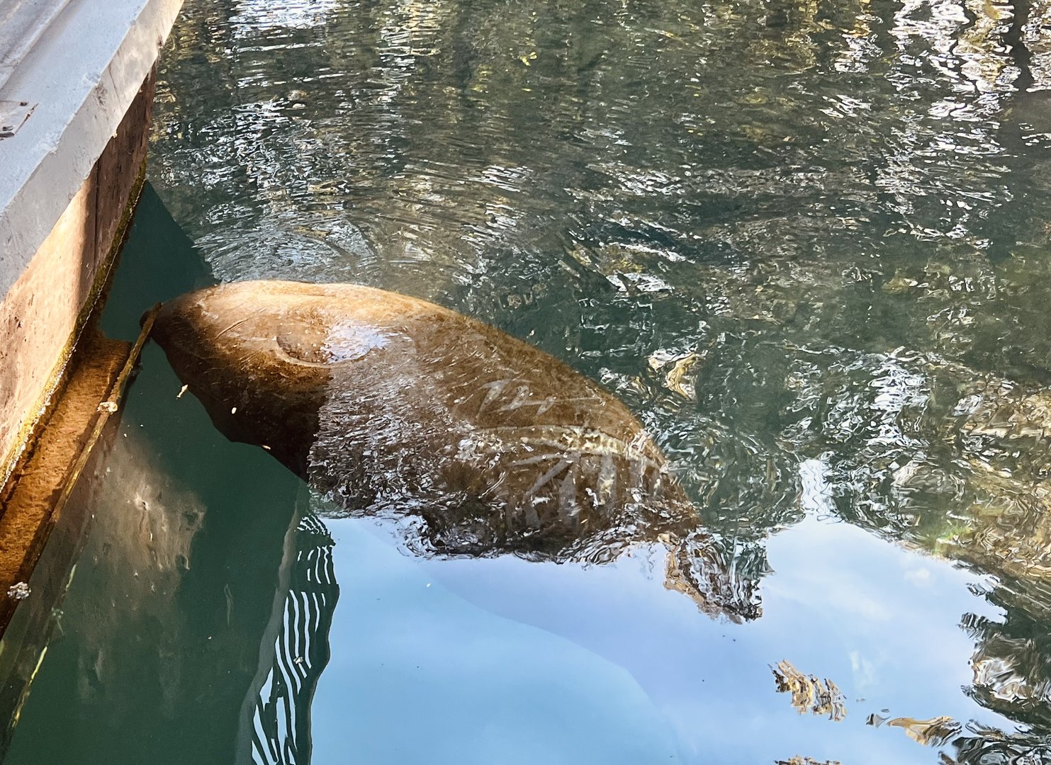 Manatee