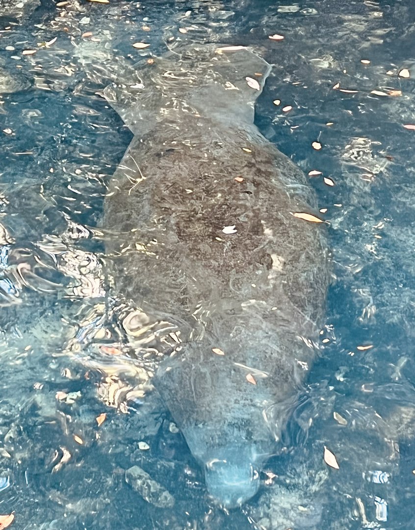 Manatee