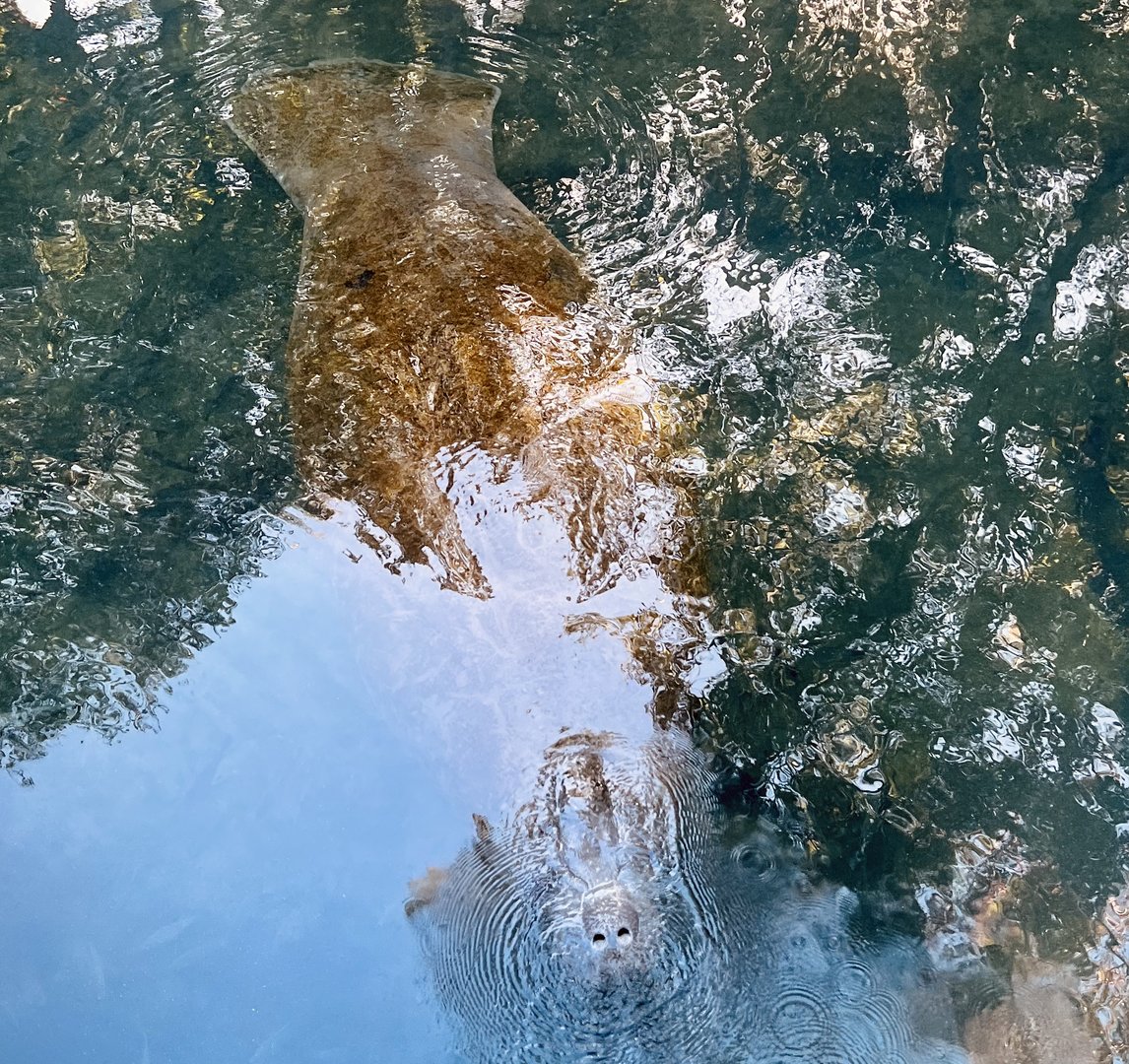 Manatee