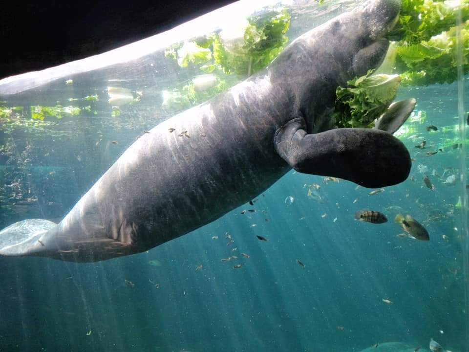 Manatee