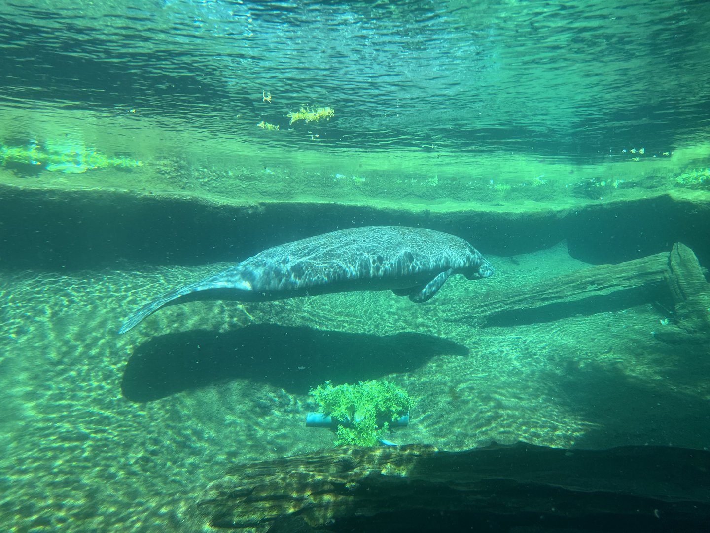 Manatee