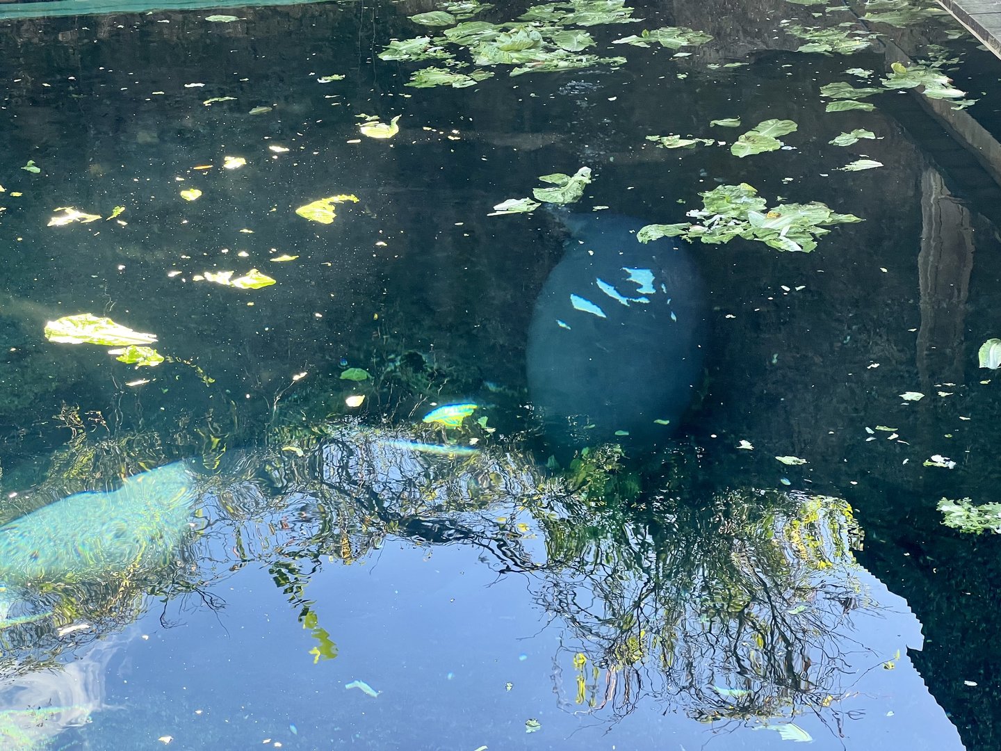 Manatee