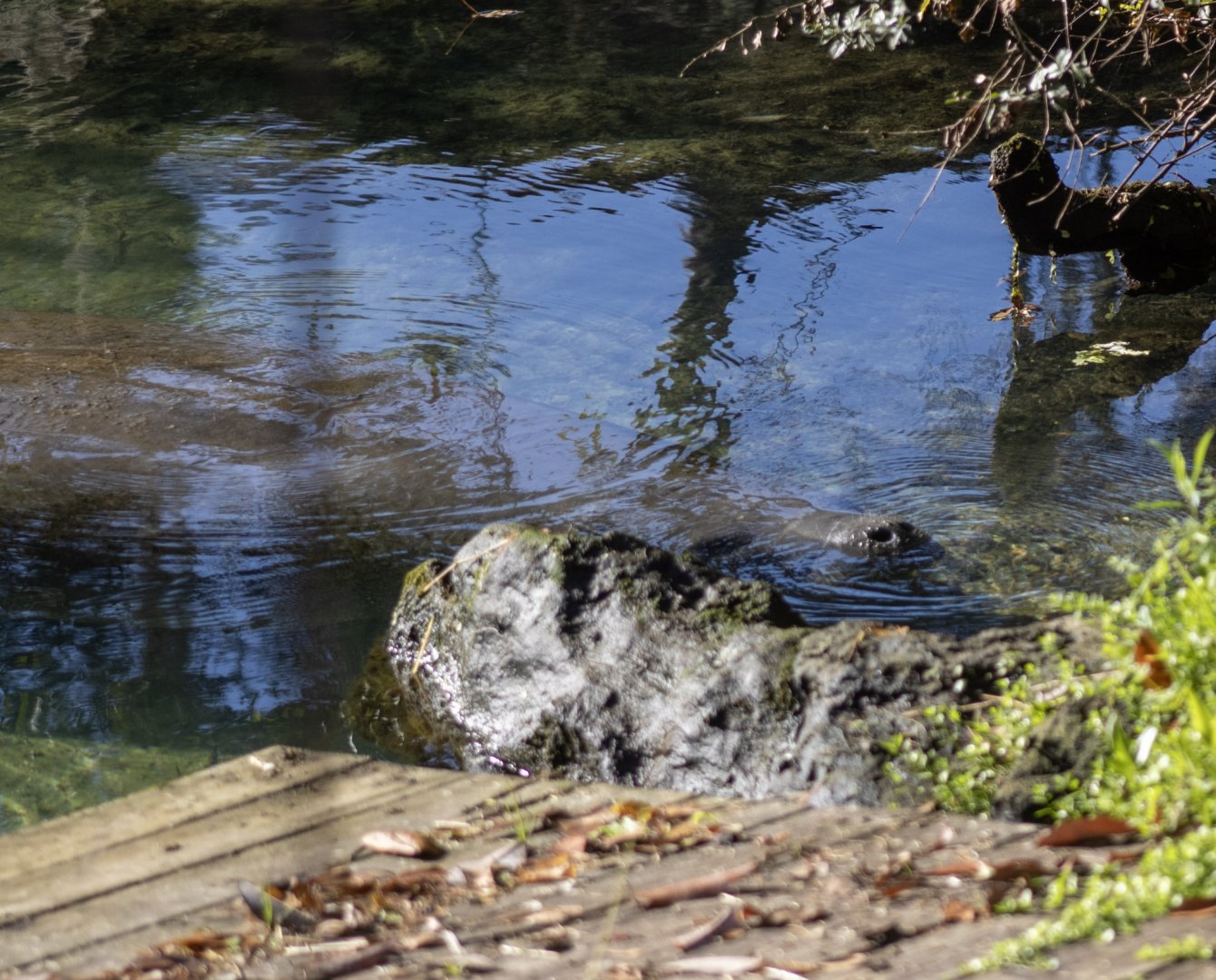 Manatee