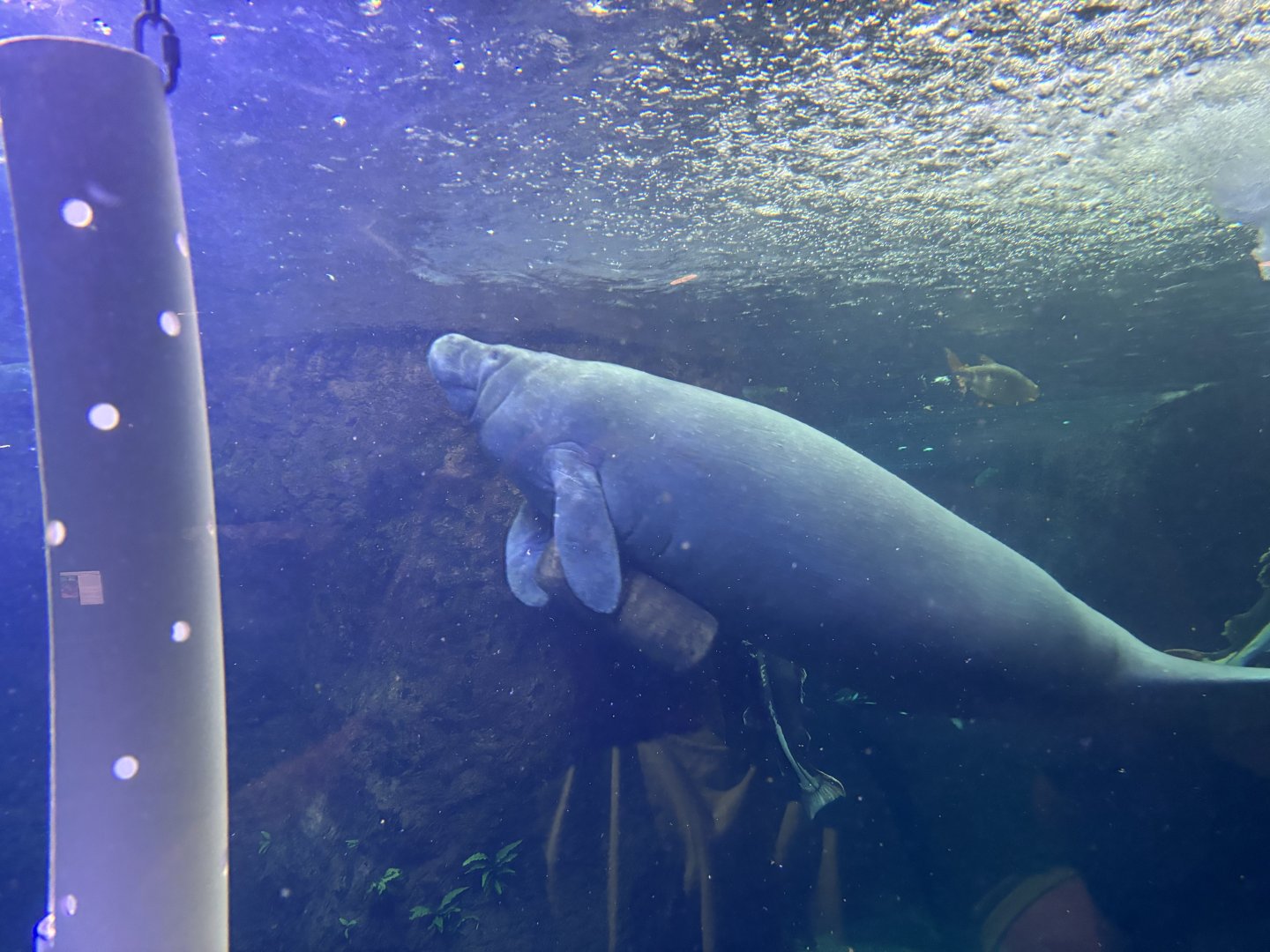 Manatee