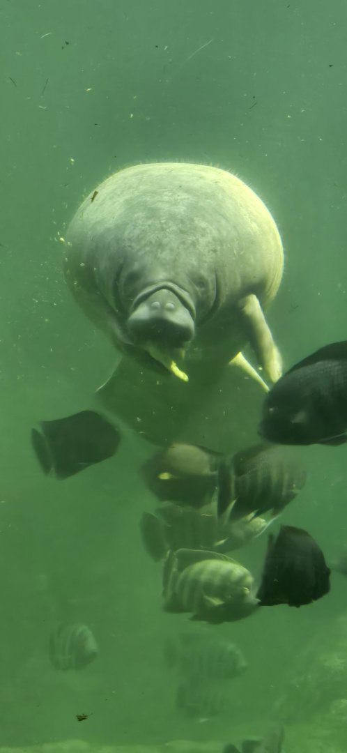Manatee