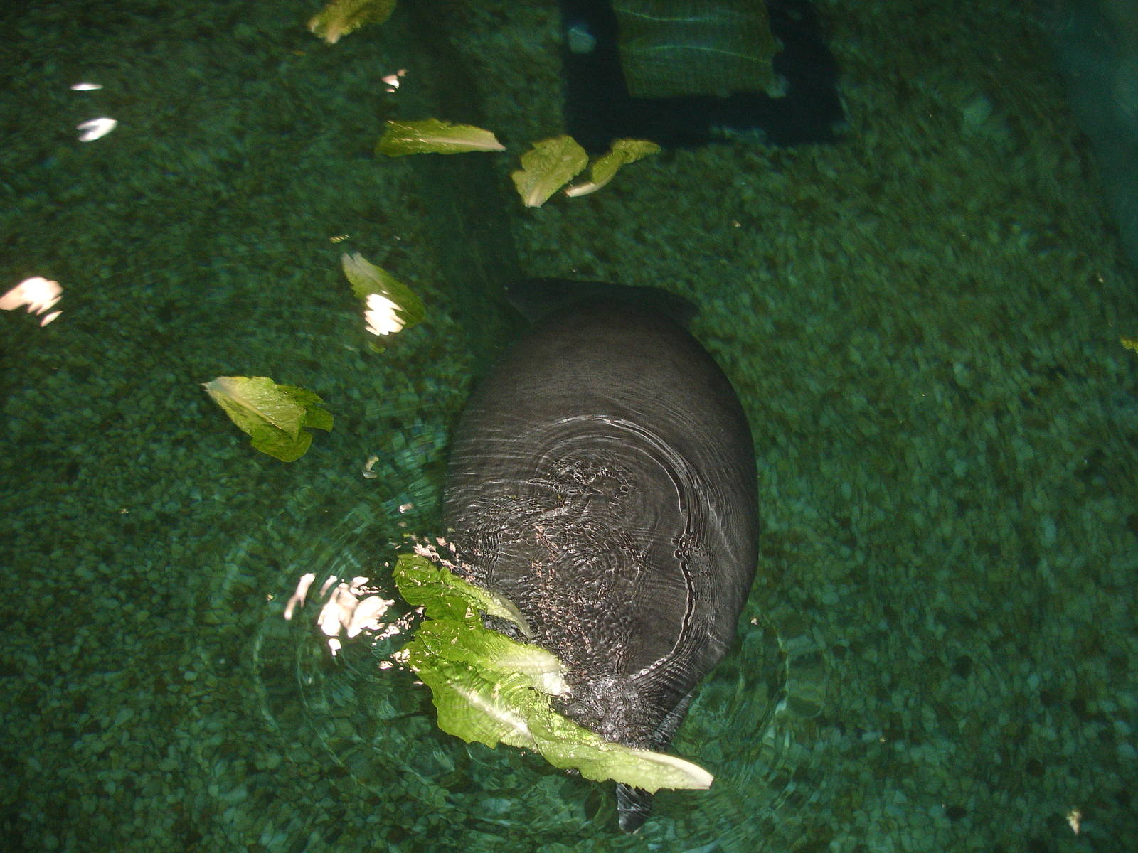 Manatee
