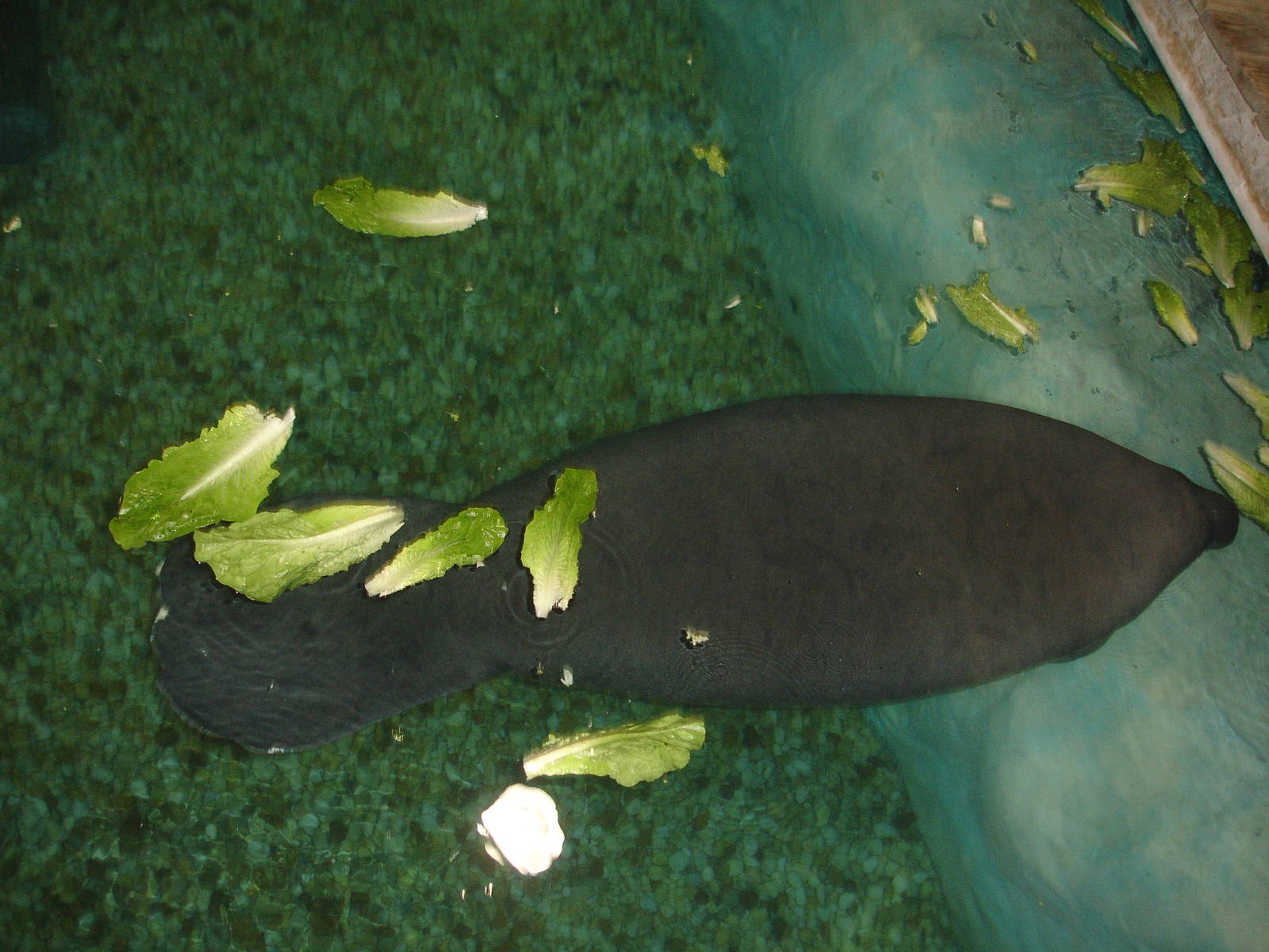 Manatee