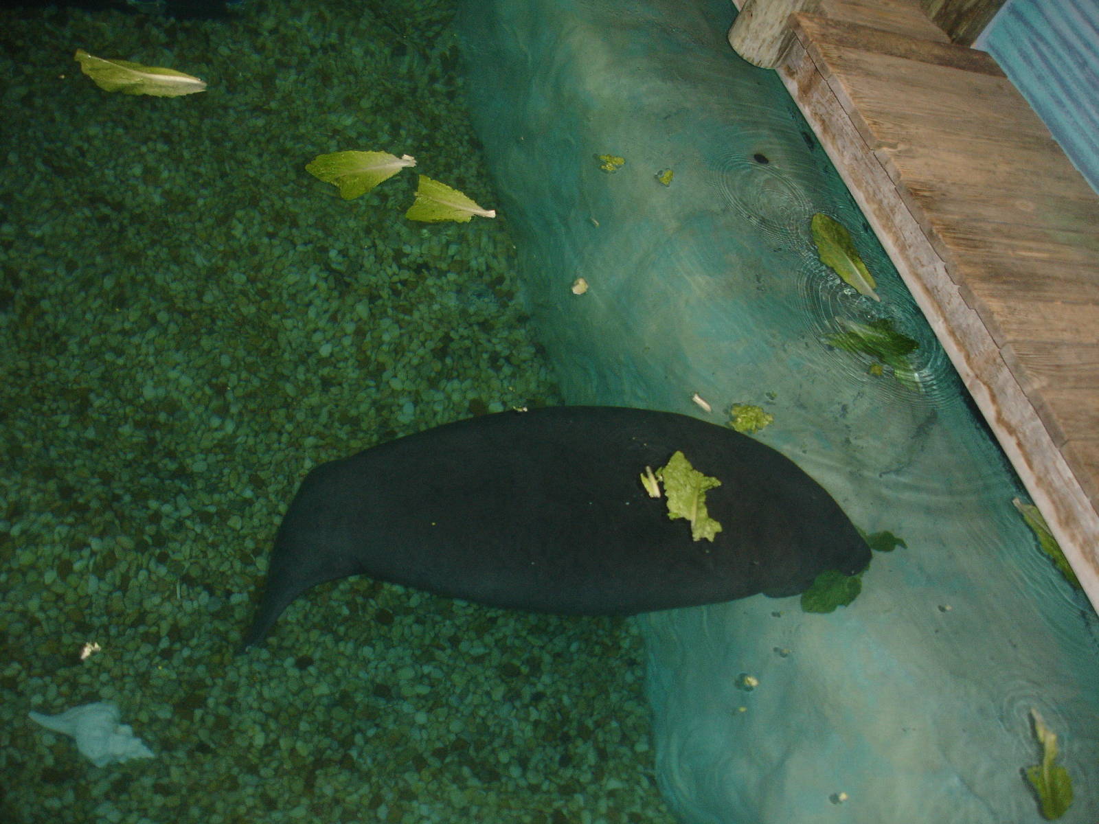 Manatee