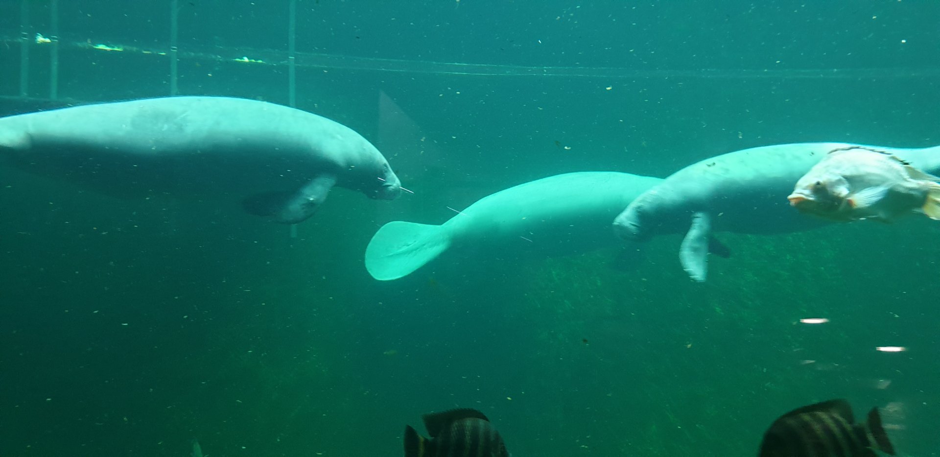 Manatees, Afrykarium