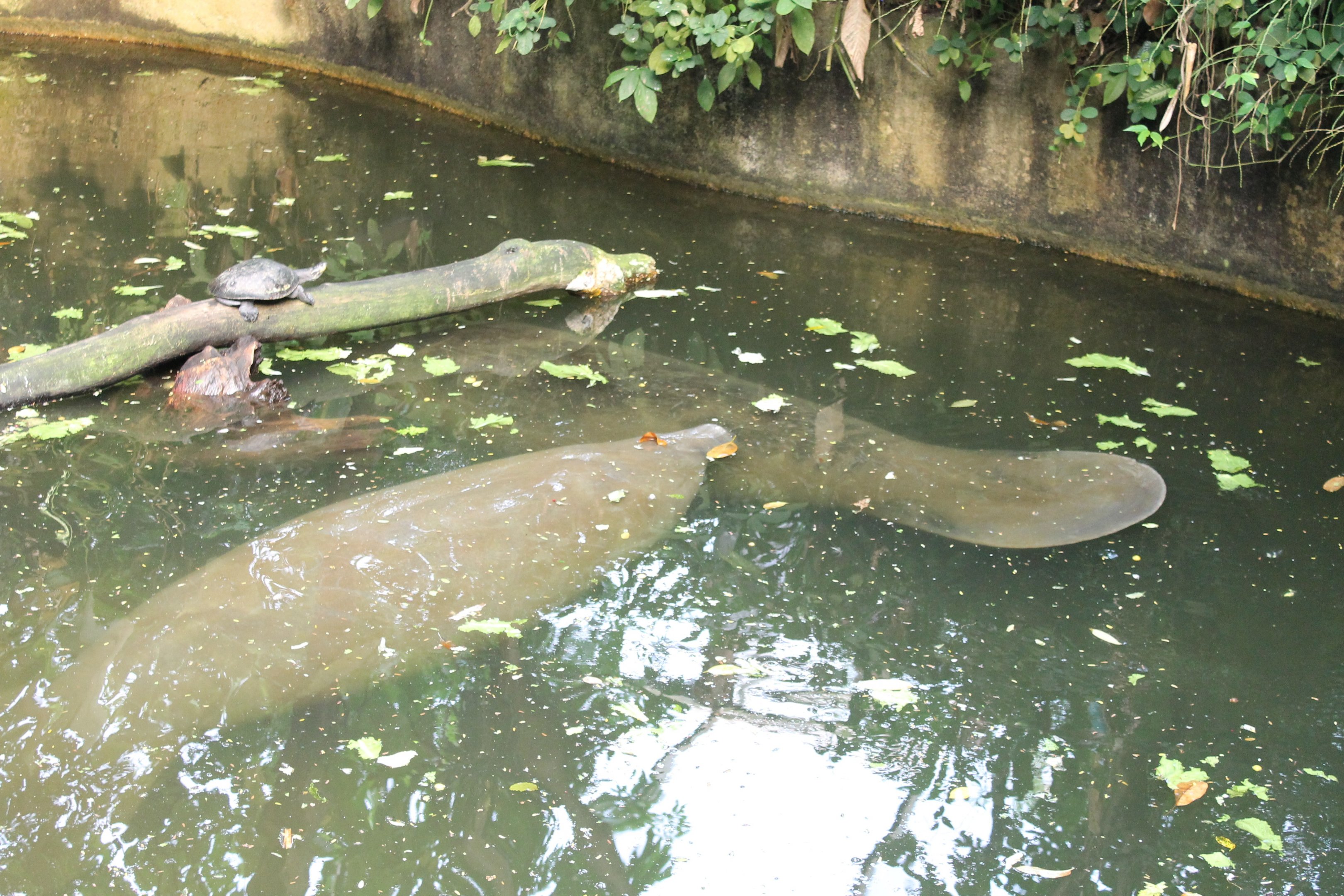 Manatees and Turtle