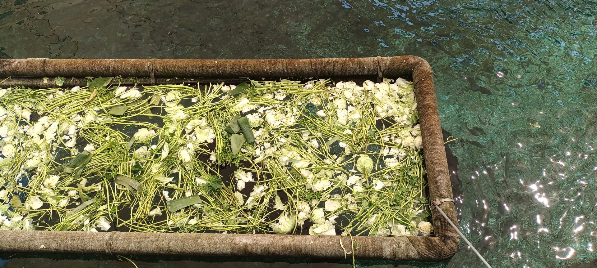 Manatee’s diet (Morning Glory , Cabbage , Chinese Cabbage , Banana Leaf)