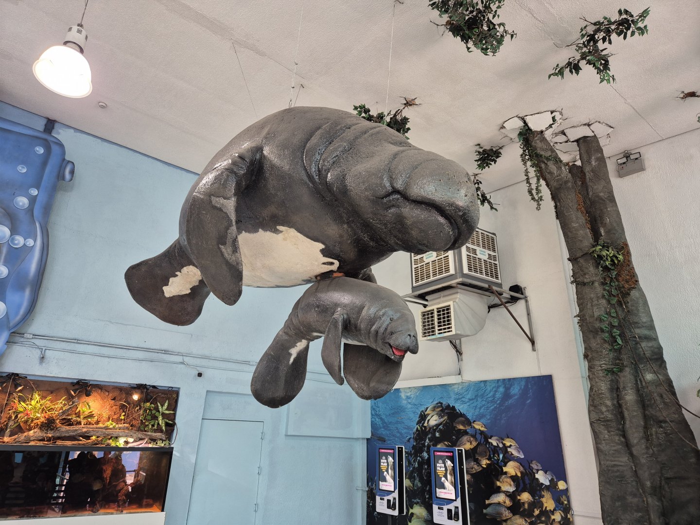 Manatees display