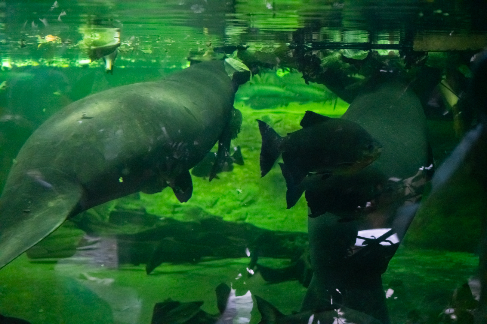 Manatees eating next to Black Pacus